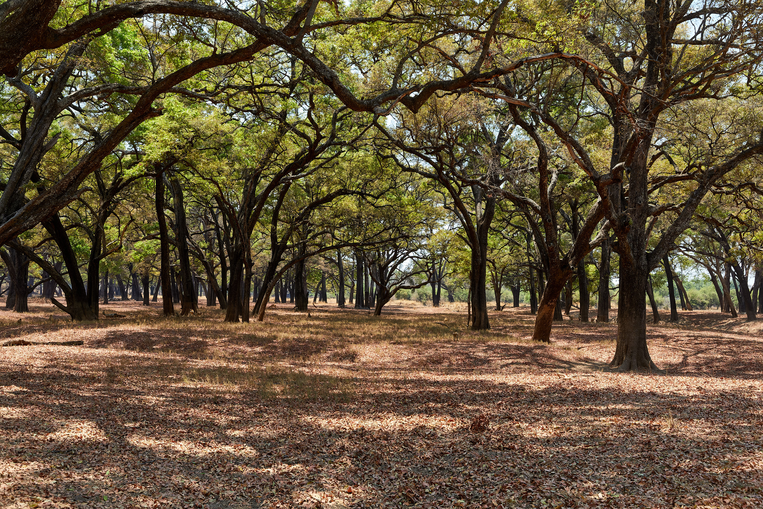 00265 APJ Sambia Malawi 2018 02142 D