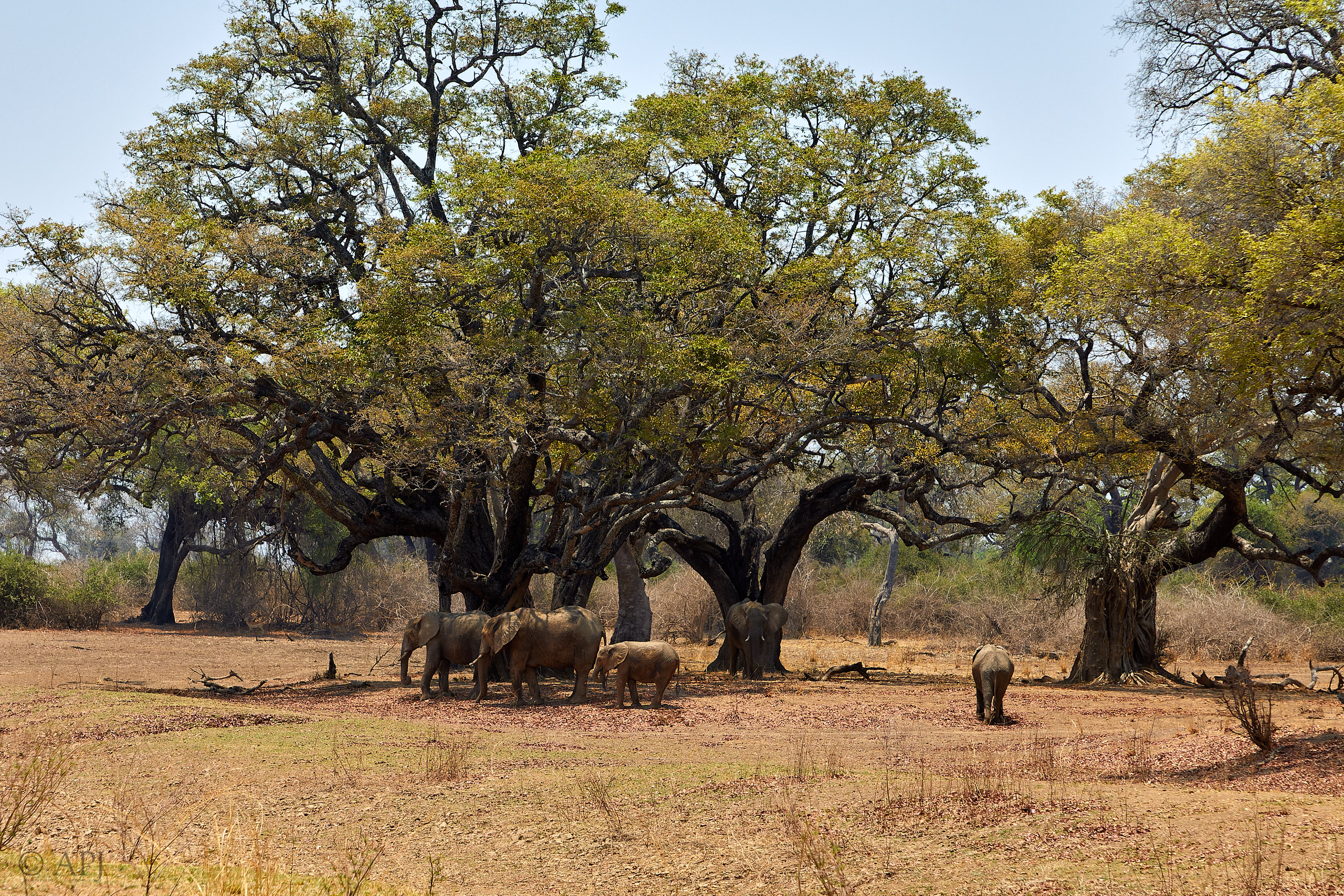 00267 APJ Sambia Malawi 2018 02173