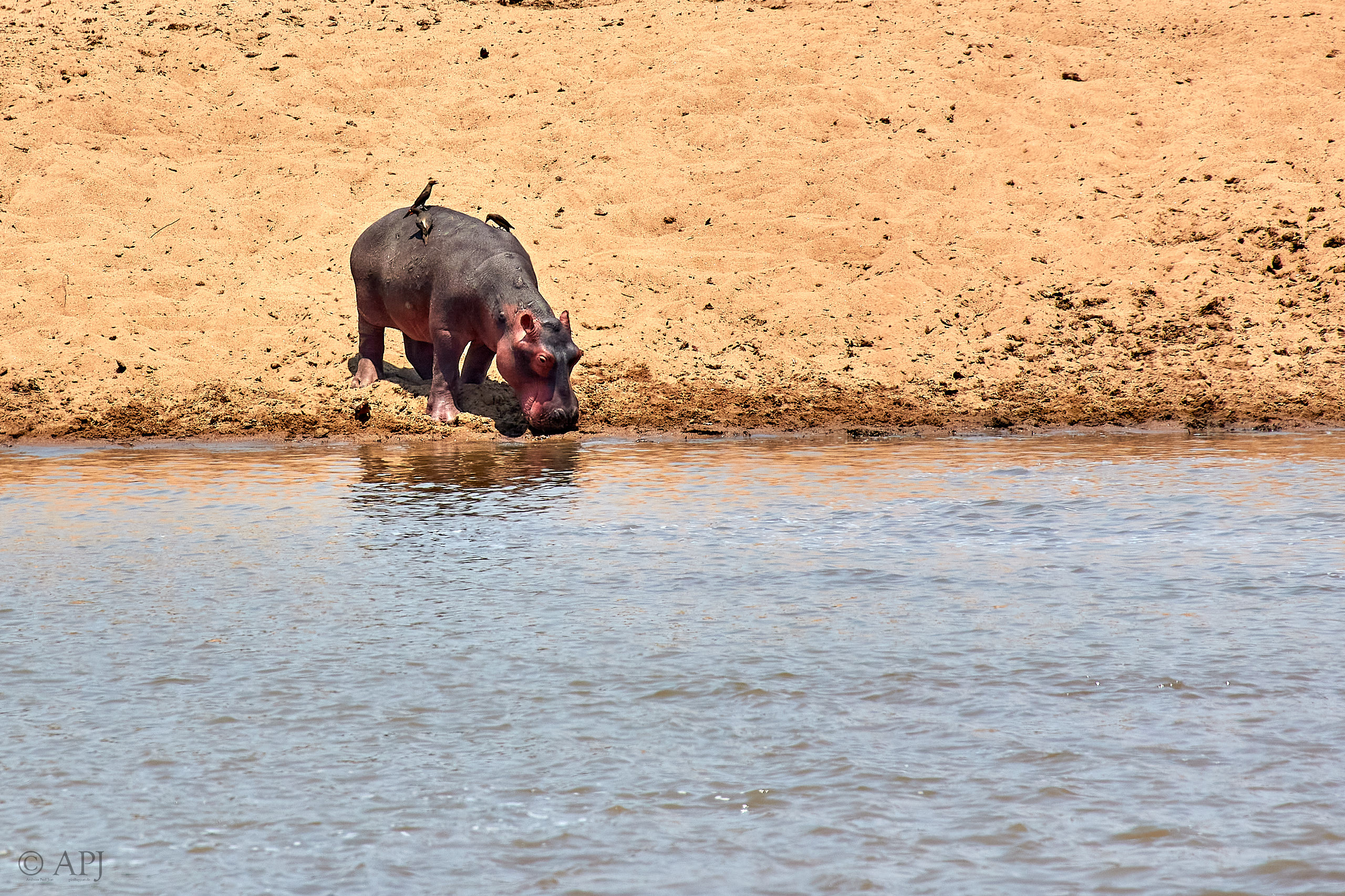 00273 APJ Sambia Malawi 2018 02248