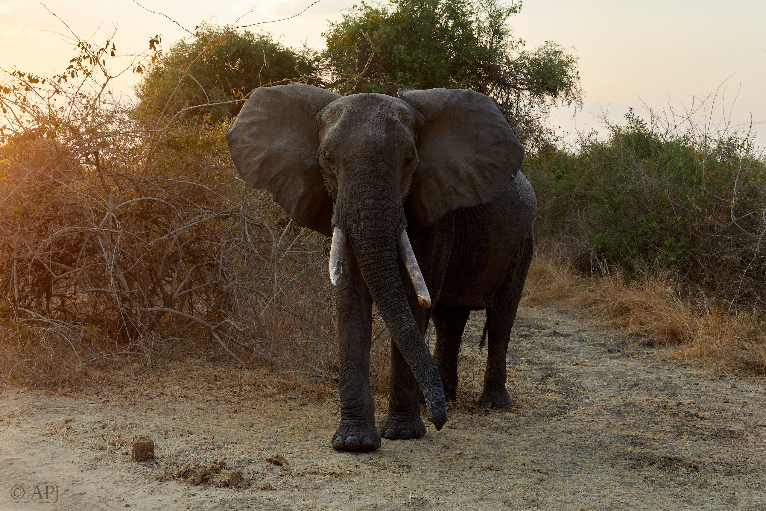 00294 APJ Sambia Malawi 2018 02392 D