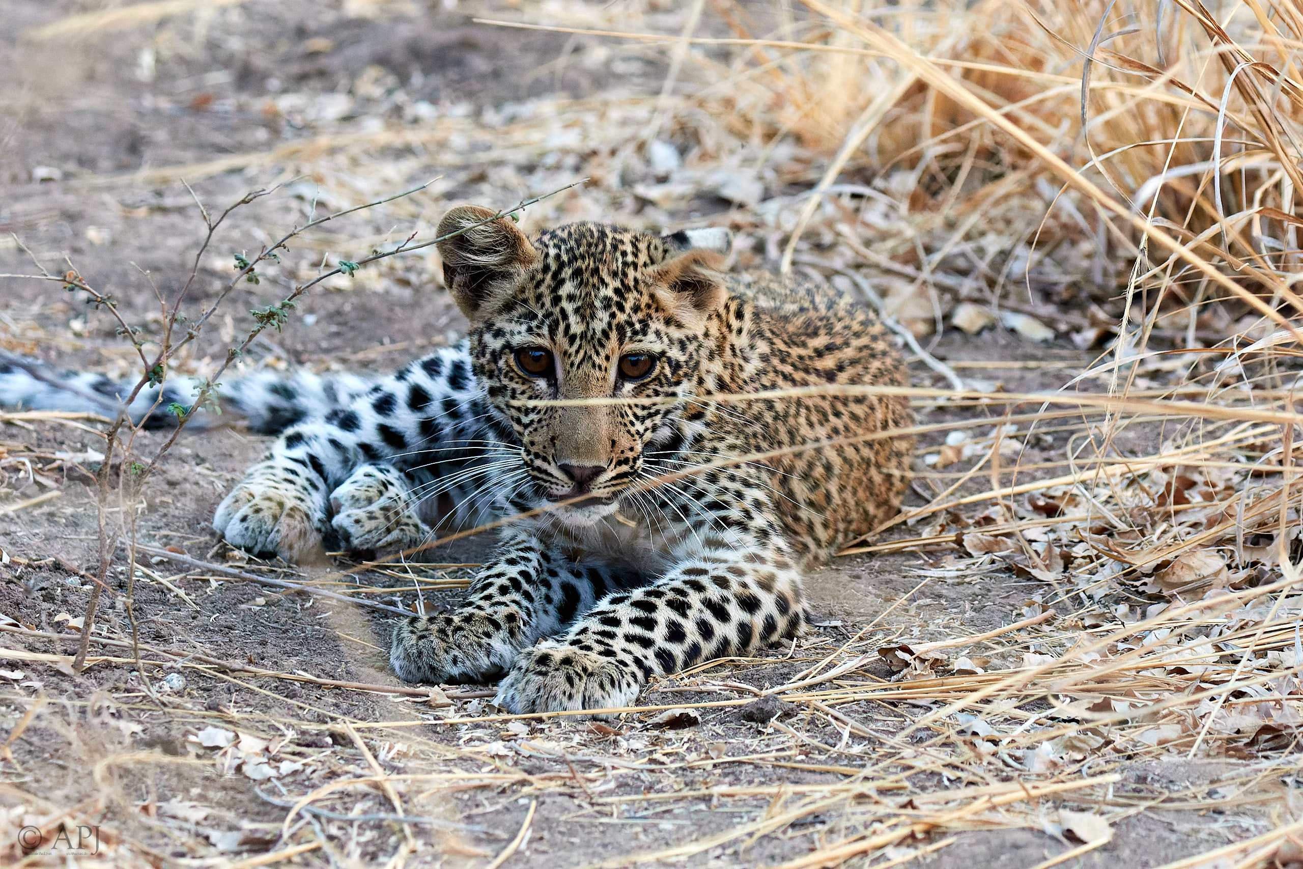 00299 APJ Sambia Malawi 2018 02439