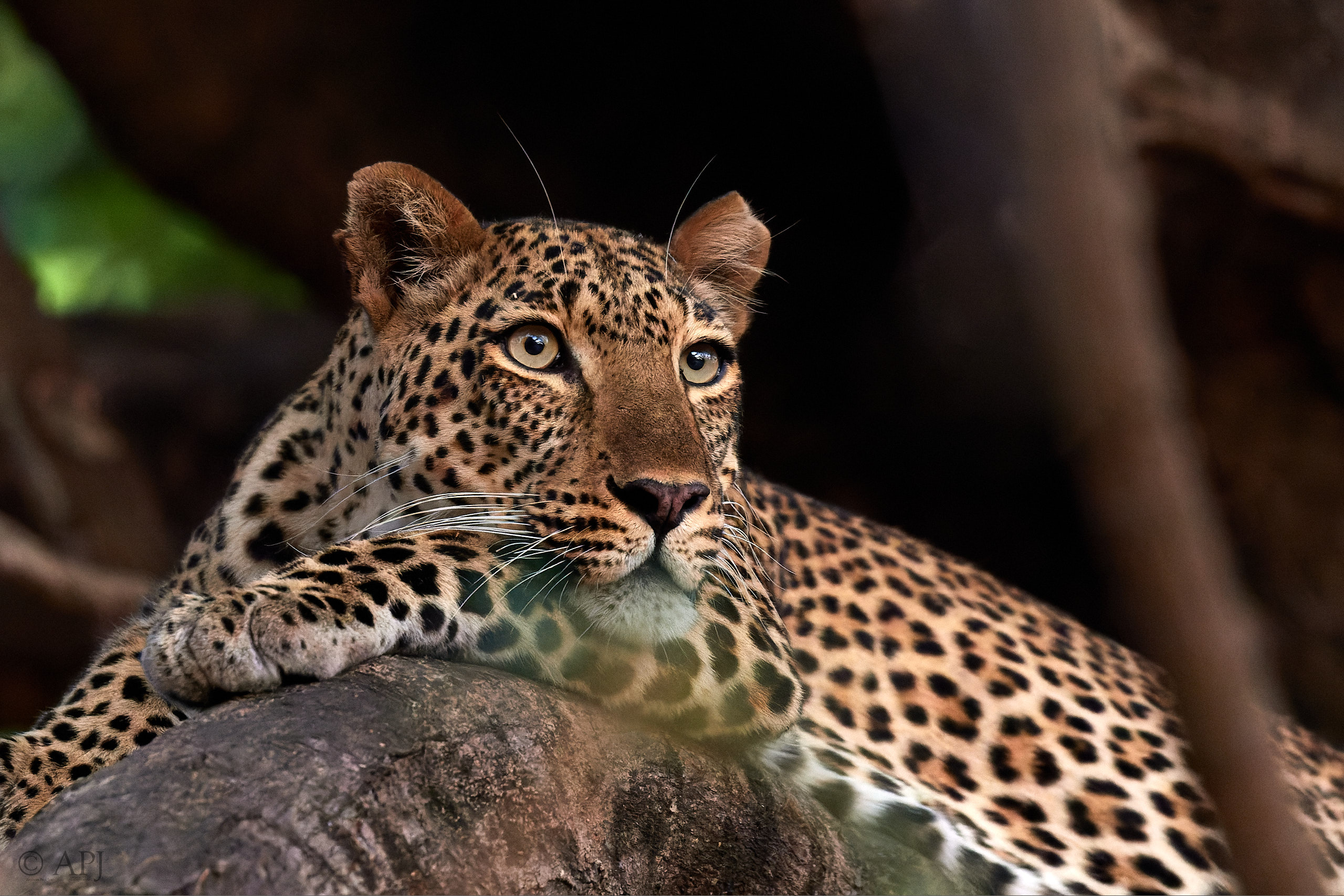 00303 APJ Sambia Malawi 2018 02529