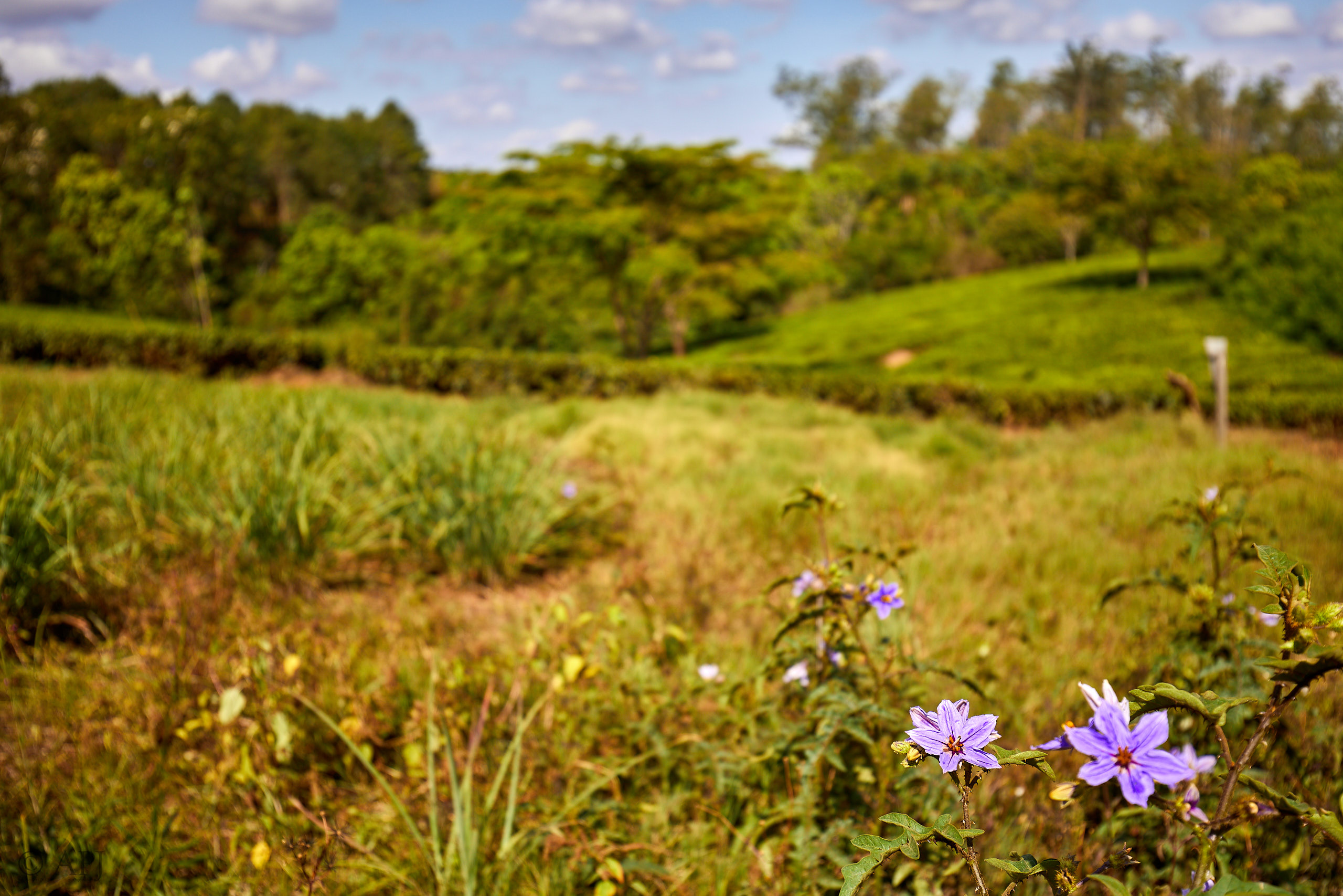 00352 APJ Sambia Malawi 2018 02857