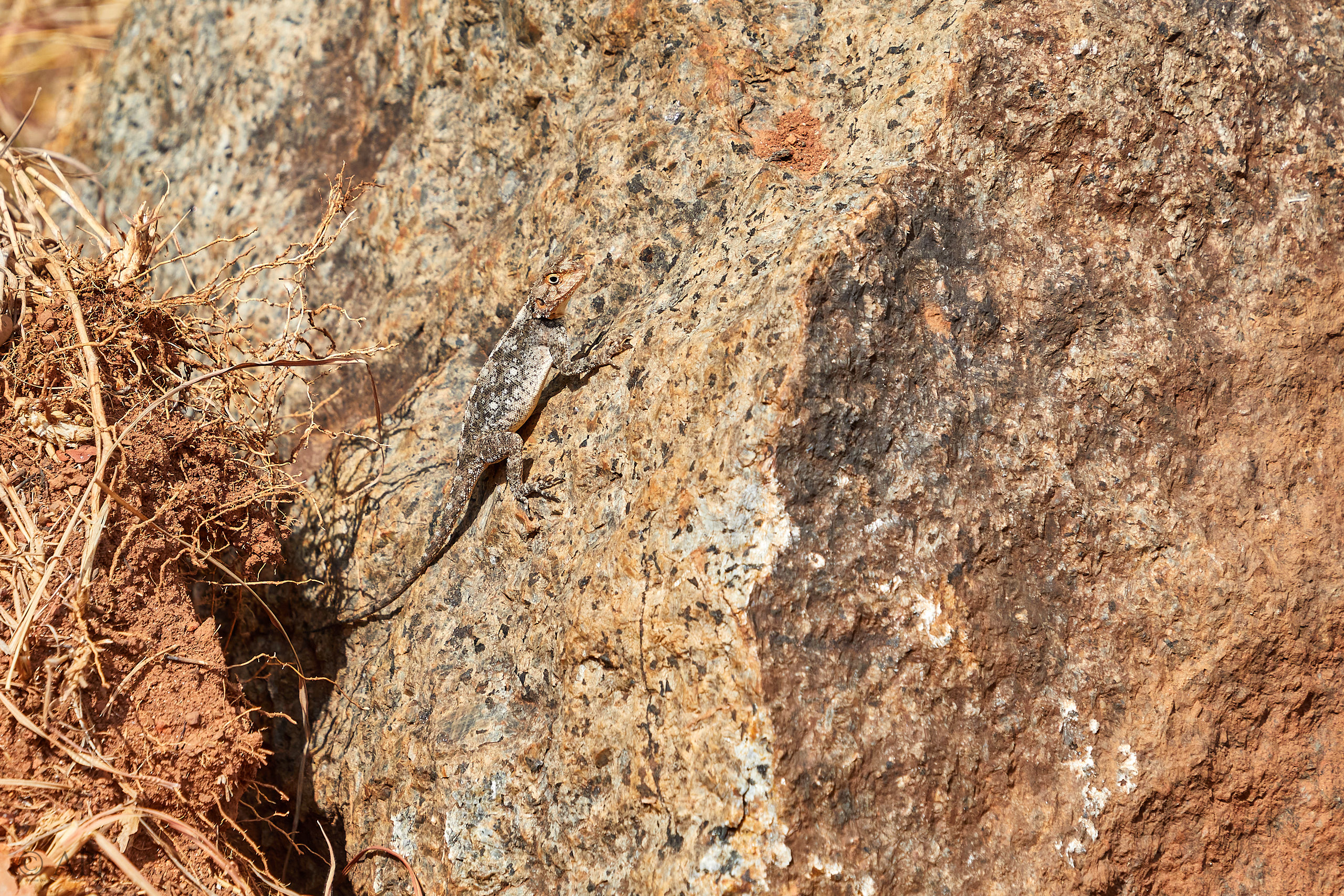 00375 APJ Sambia Malawi 2018 02944