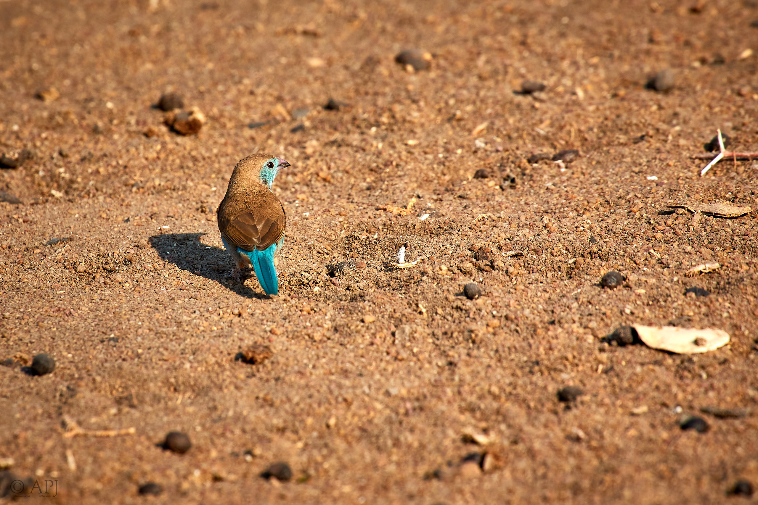 00420 APJ Sambia Malawi 2018 03161