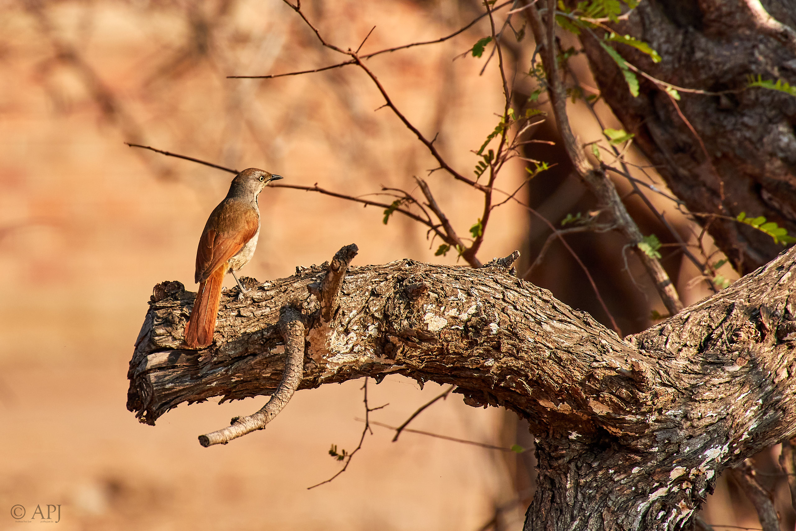 00421 APJ Sambia Malawi 2018 03162