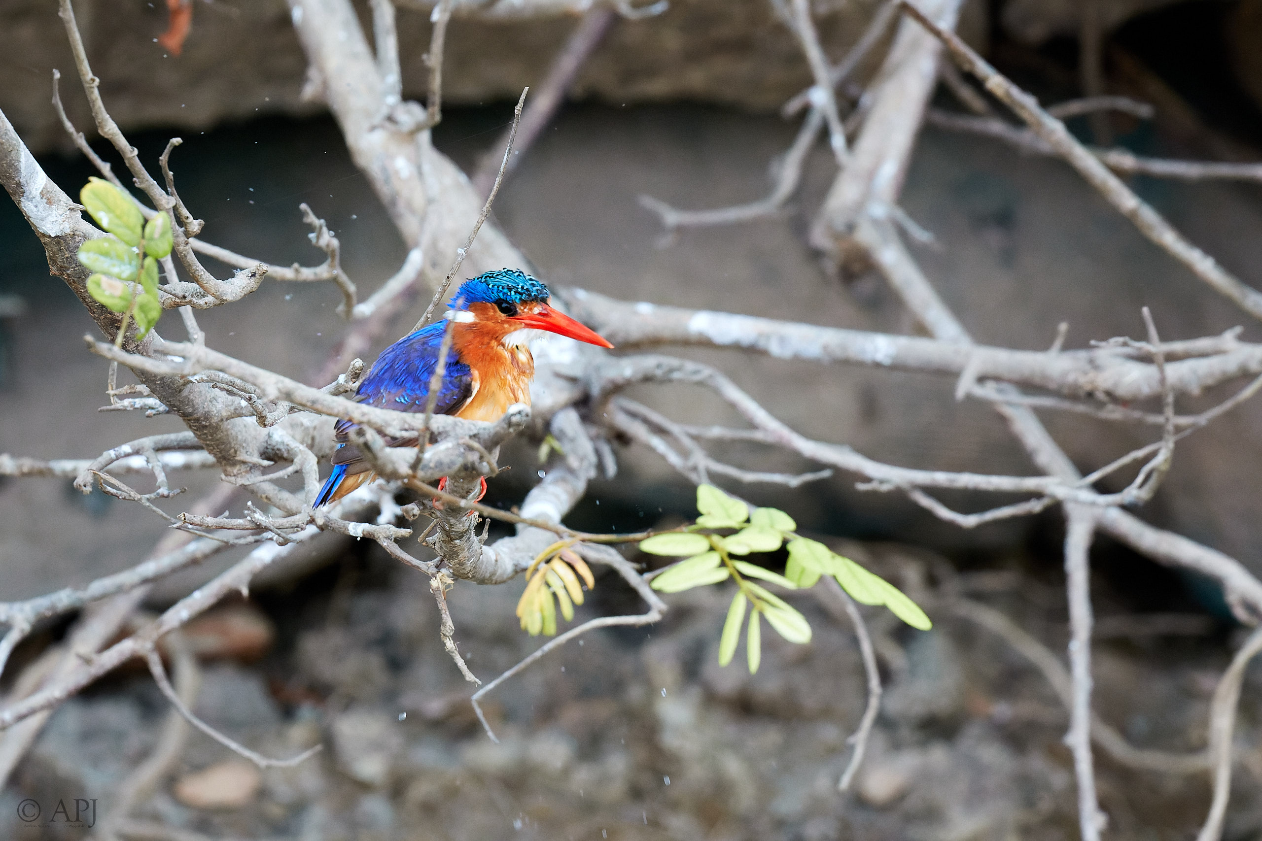 00423 APJ Sambia Malawi 2018 03178