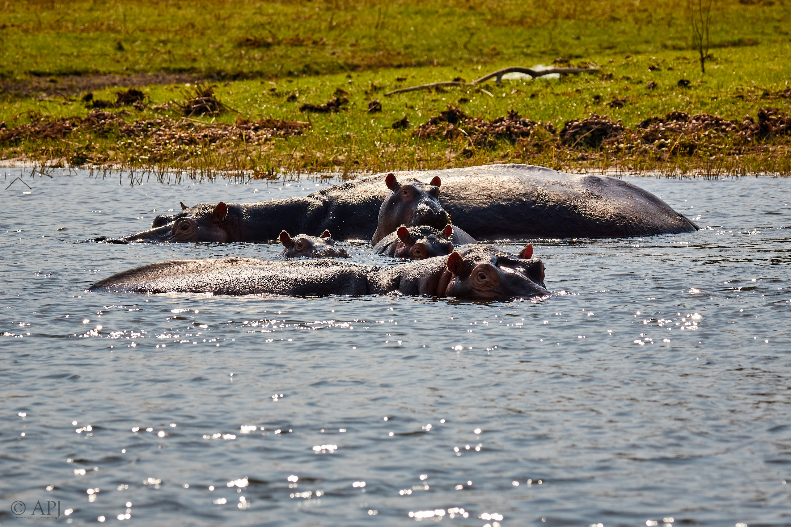 00430 APJ Sambia Malawi 2018 03244