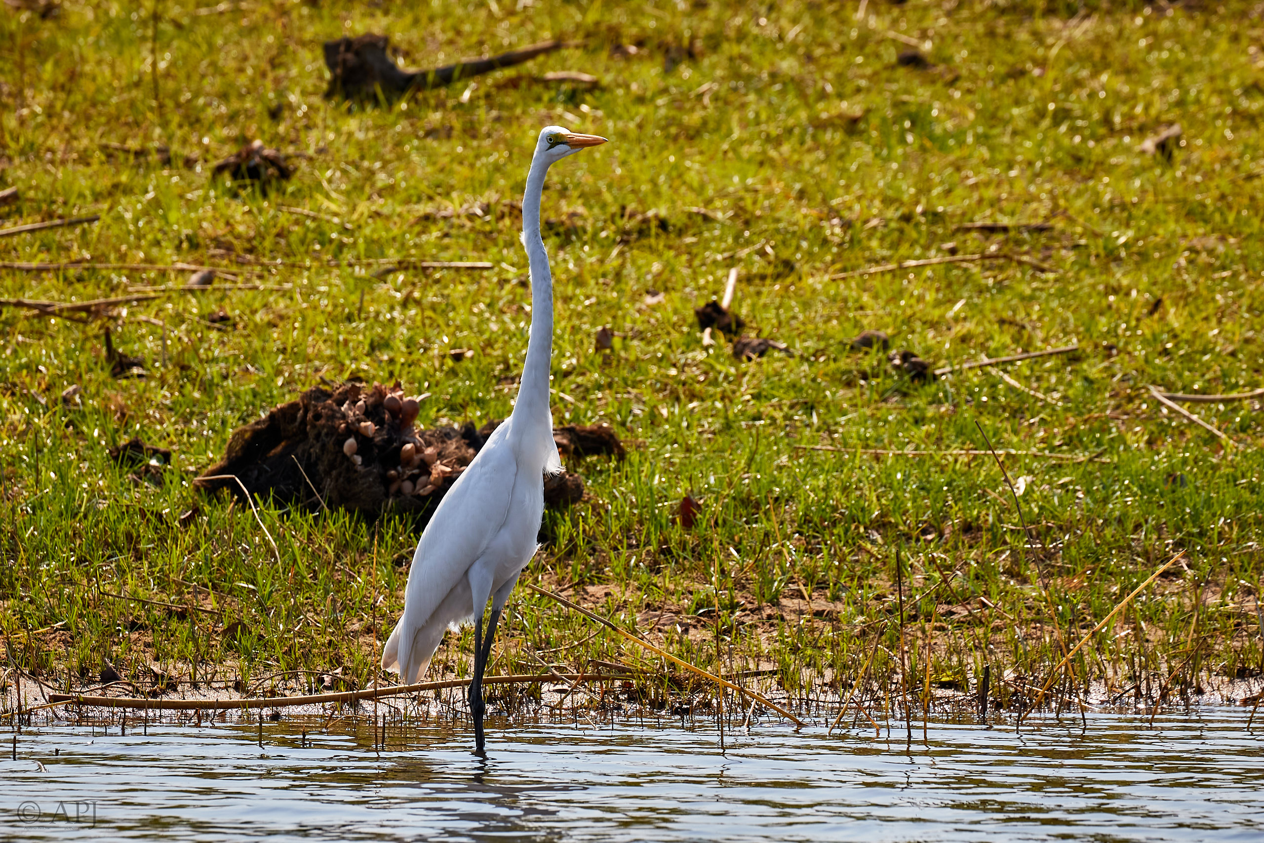 00431 APJ Sambia Malawi 2018 03270