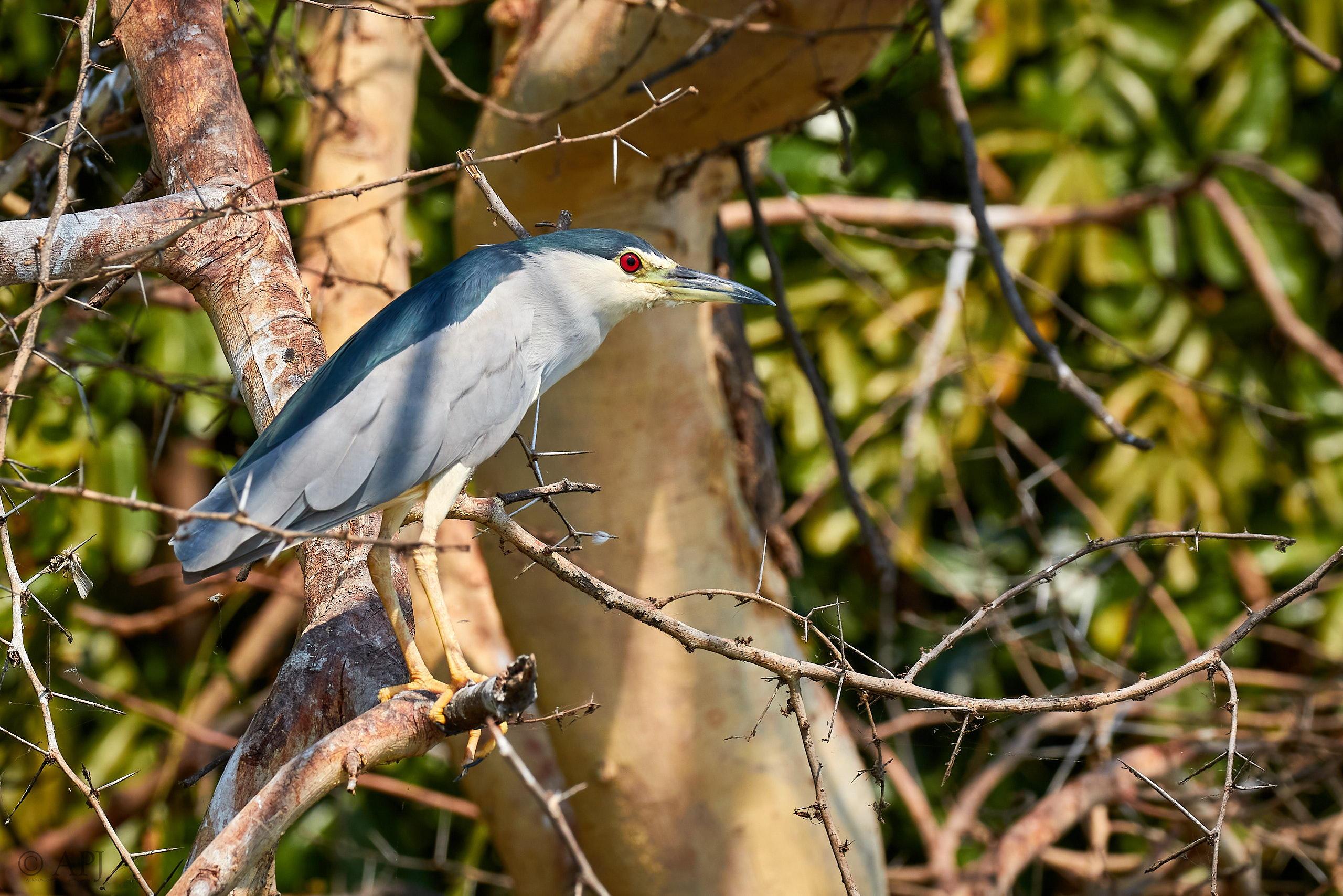 00438 APJ Sambia Malawi 2018 03336