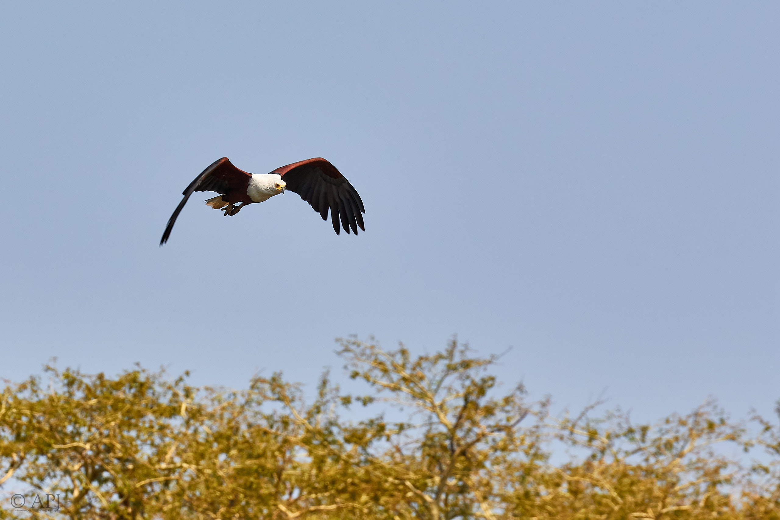 00441 APJ Sambia Malawi 2018 03361