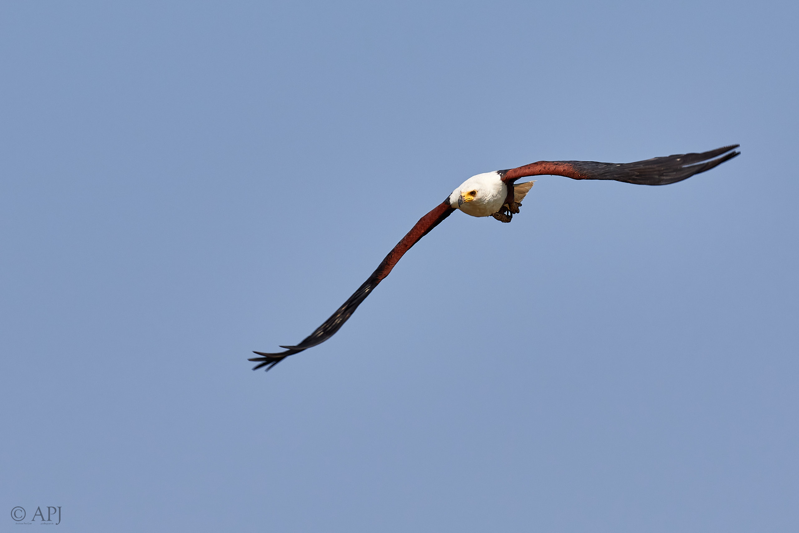 00442 APJ Sambia Malawi 2018 03365