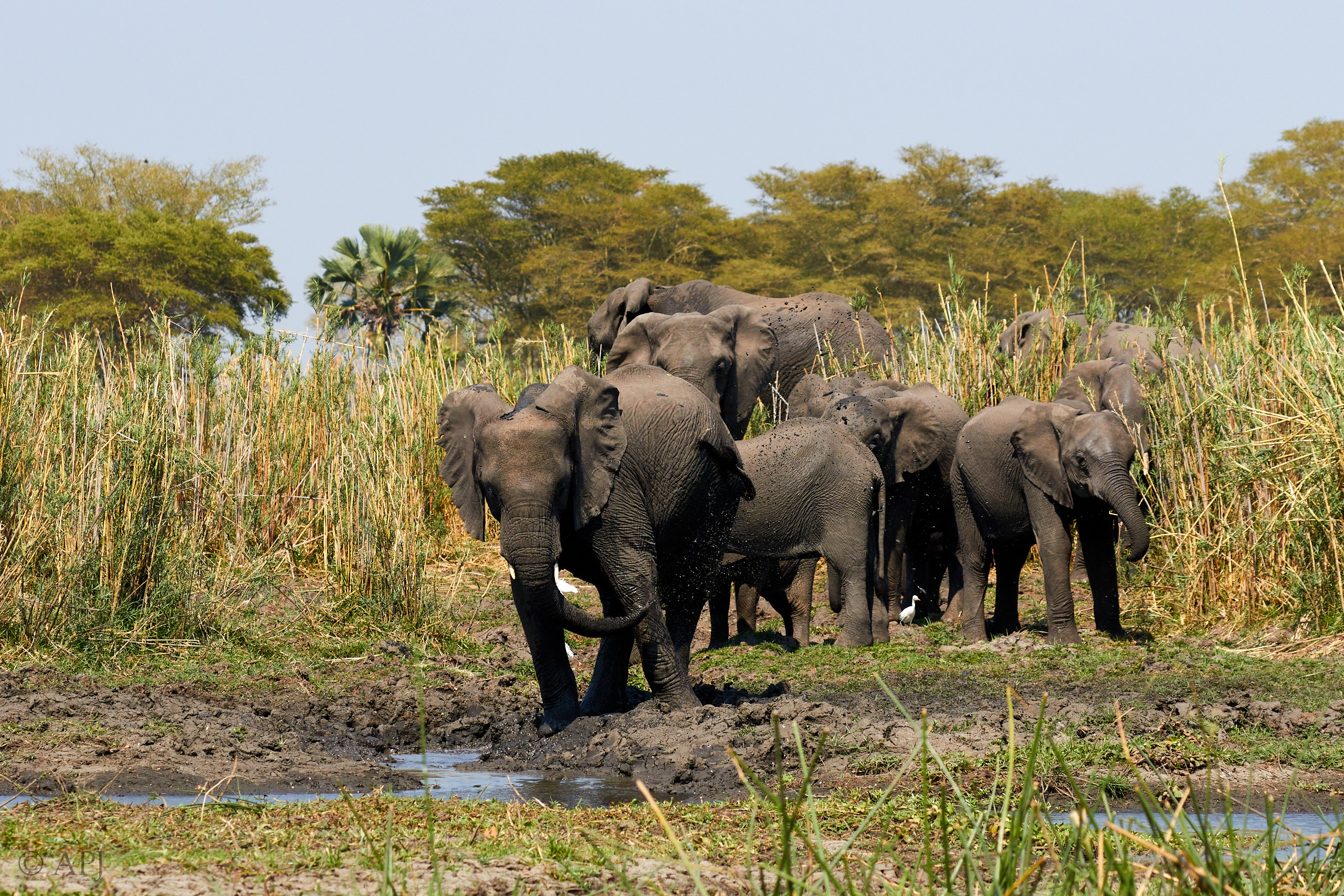 00446 APJ Sambia Malawi 2018 03438