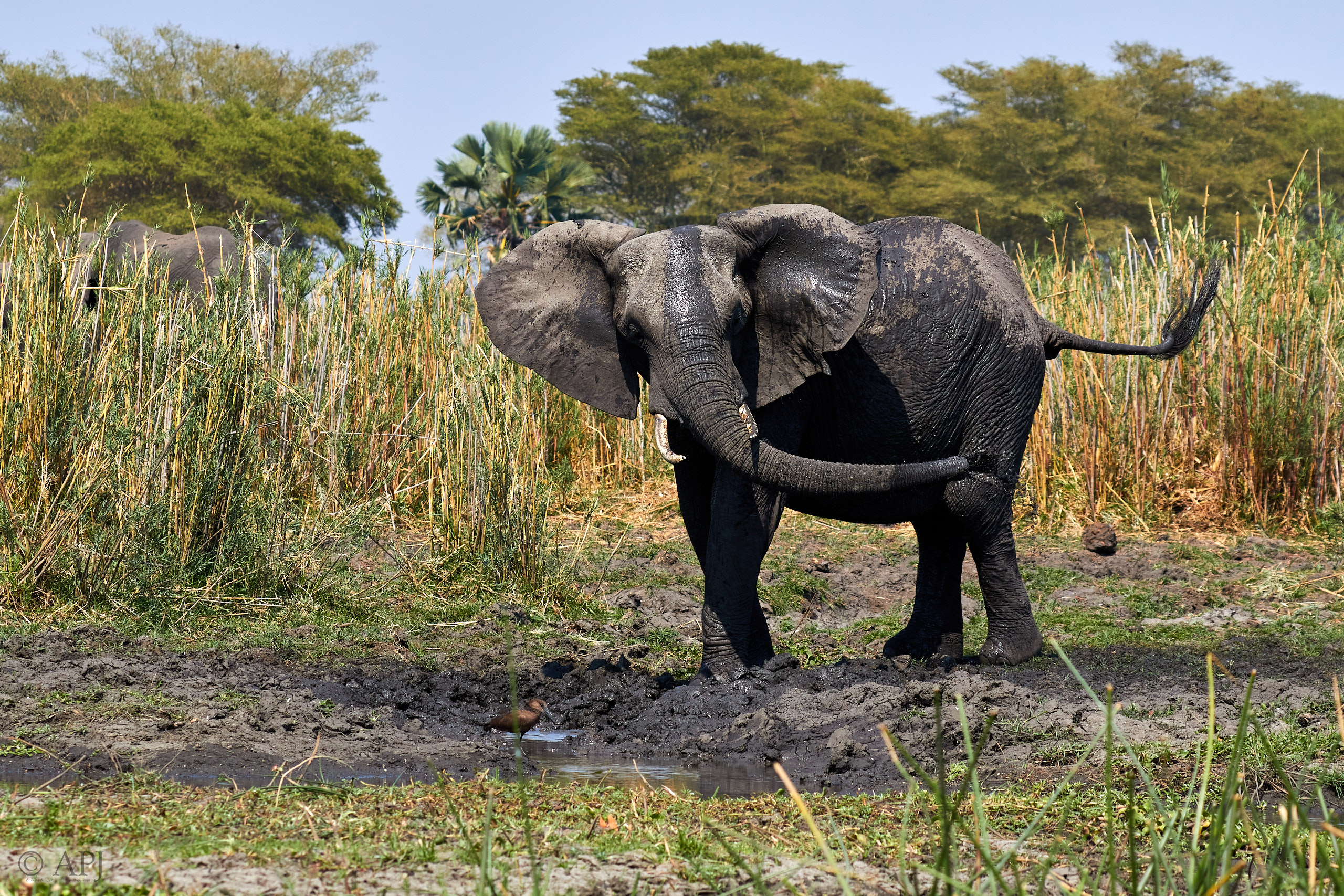 00449 APJ Sambia Malawi 2018 03474