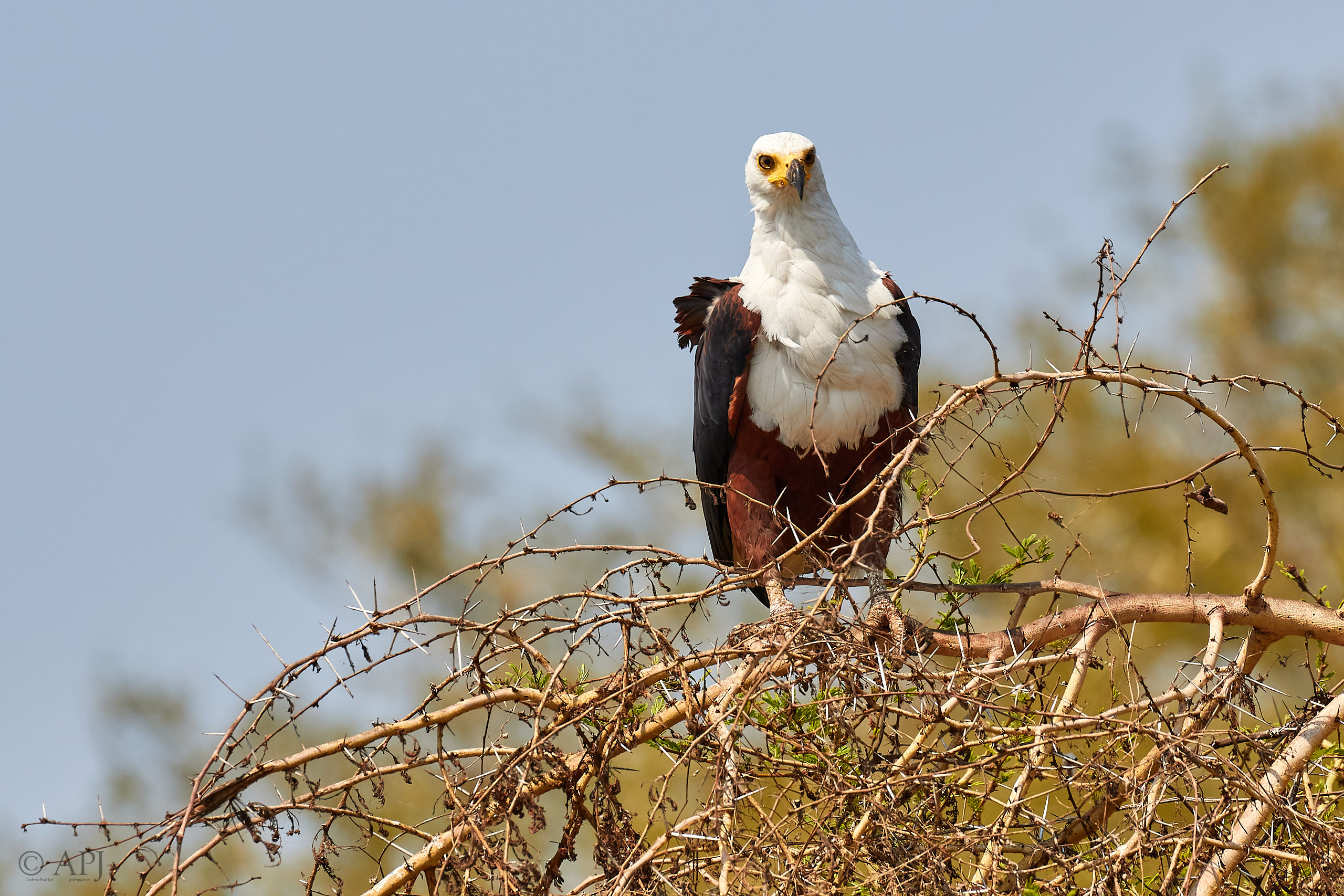 00455 APJ Sambia Malawi 2018 03597