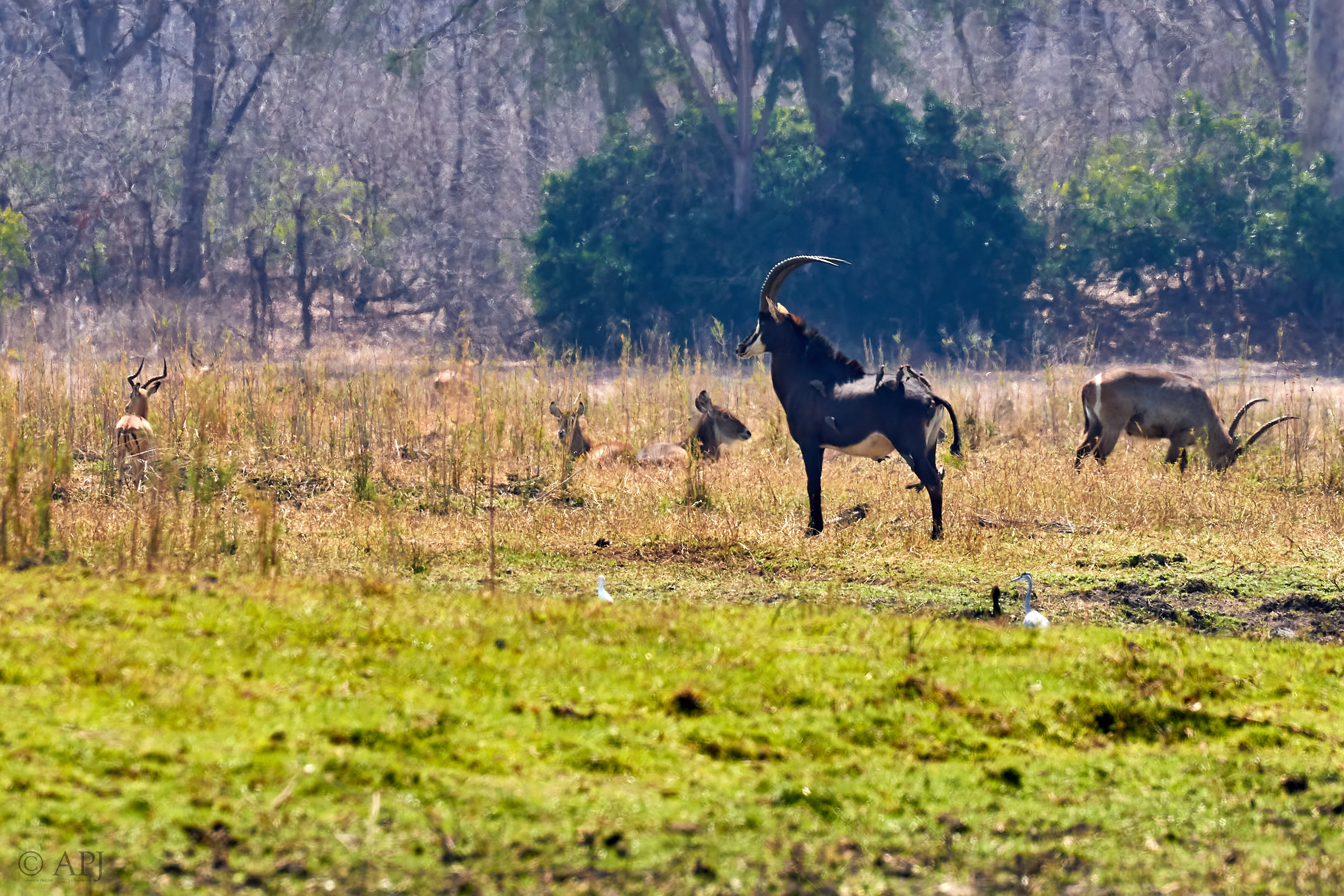 00461 APJ Sambia Malawi 2018 03678