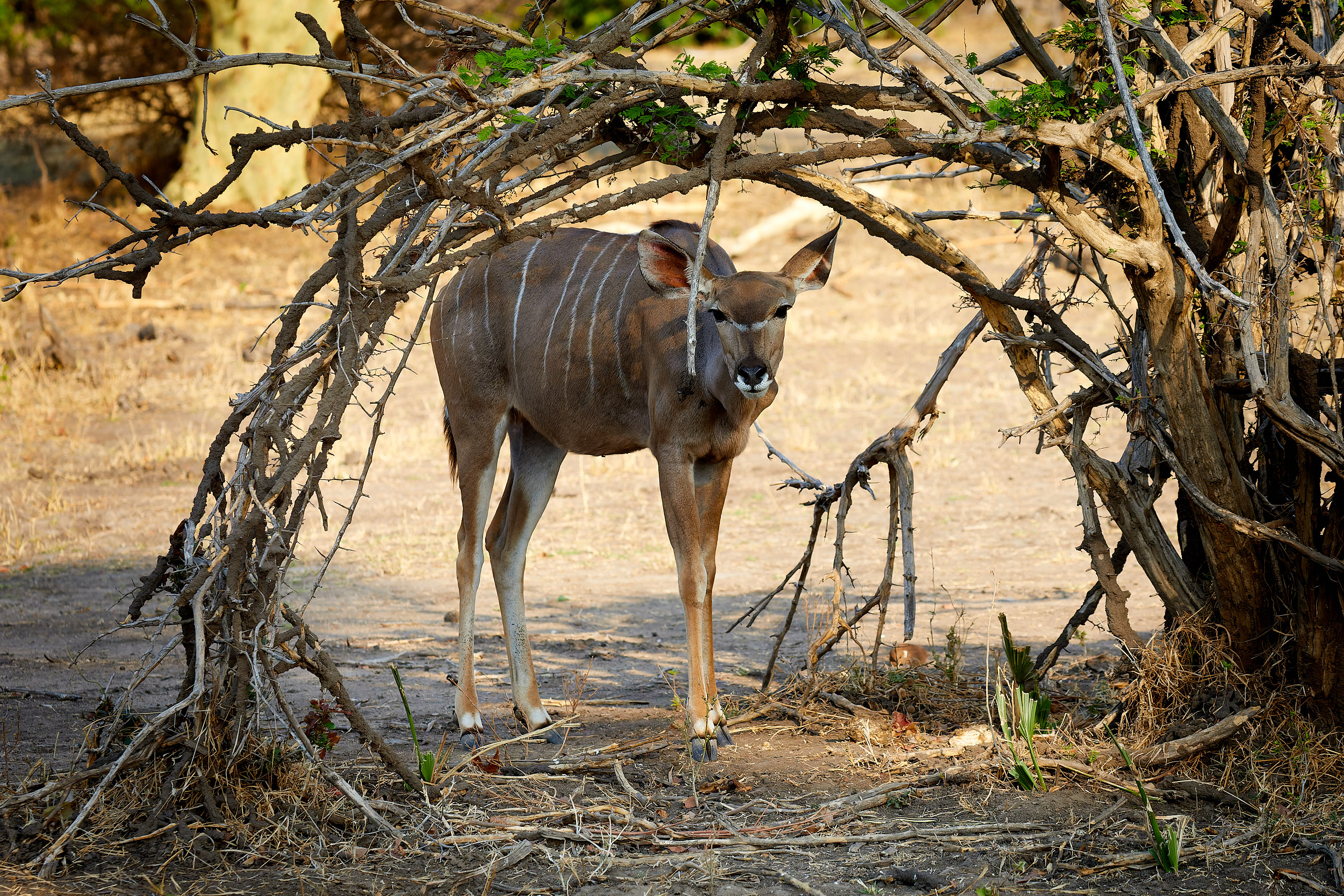 00476 APJ Sambia Malawi 2018 03887 CR2 DXO