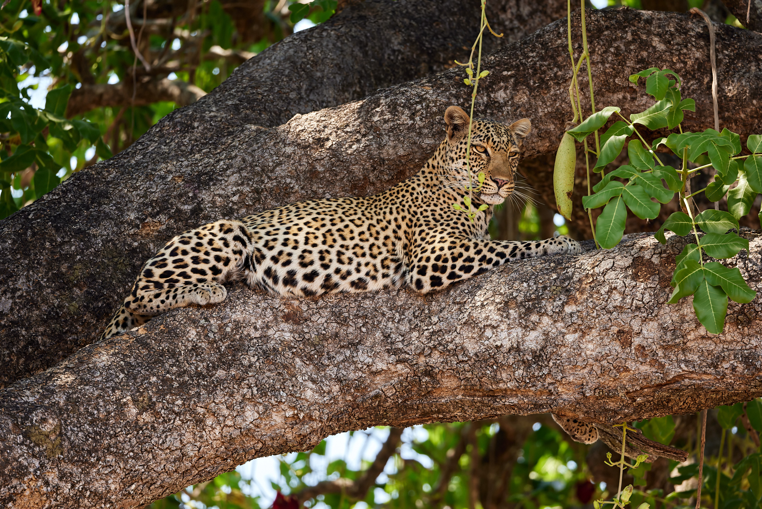 00102 APJ  59A8634 CR3D