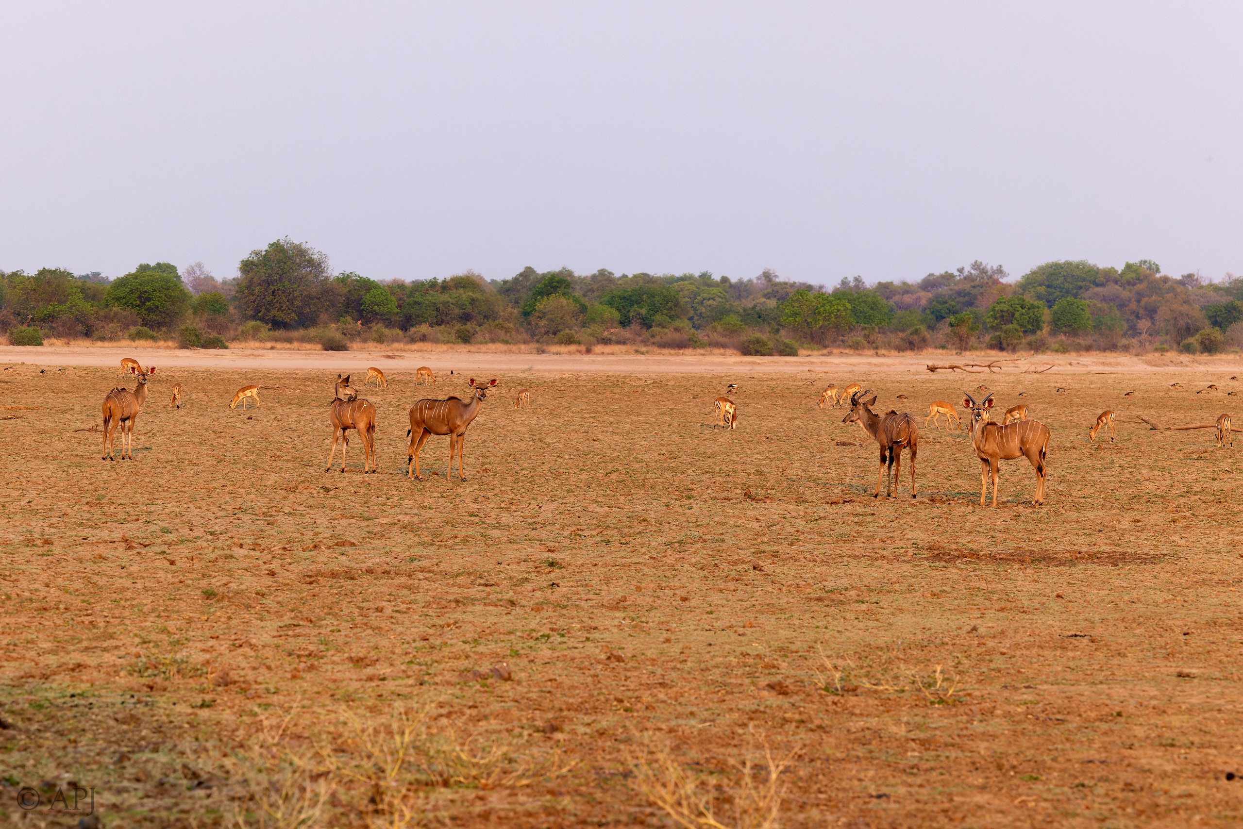 00147 APJ  59A8972 CR3D