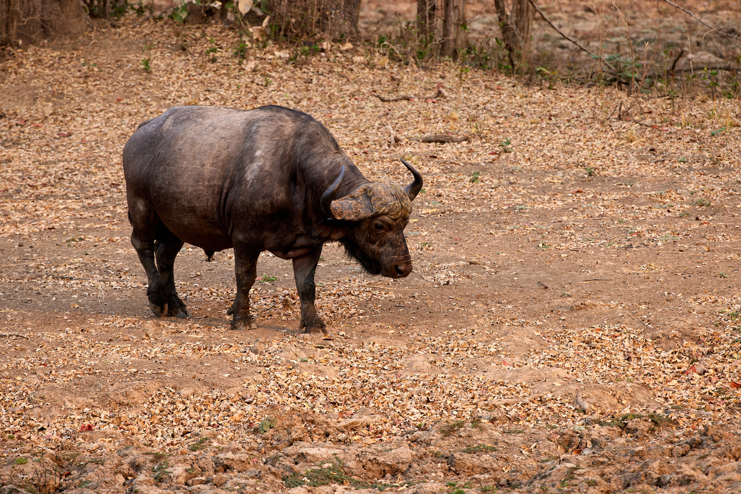 00167 APJ  A7A7564 CR3D