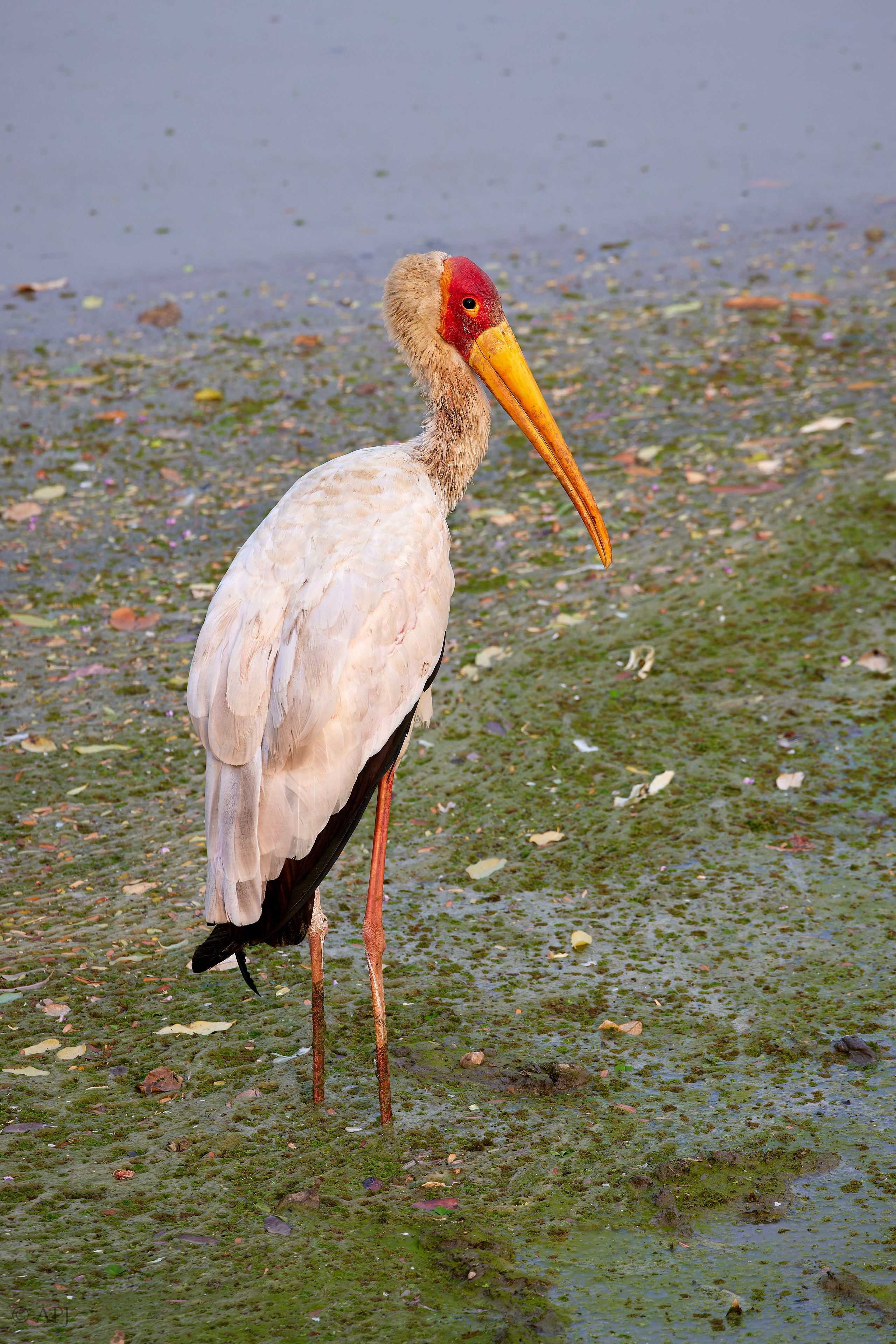 00168 APJ  A7A7585 CR3D