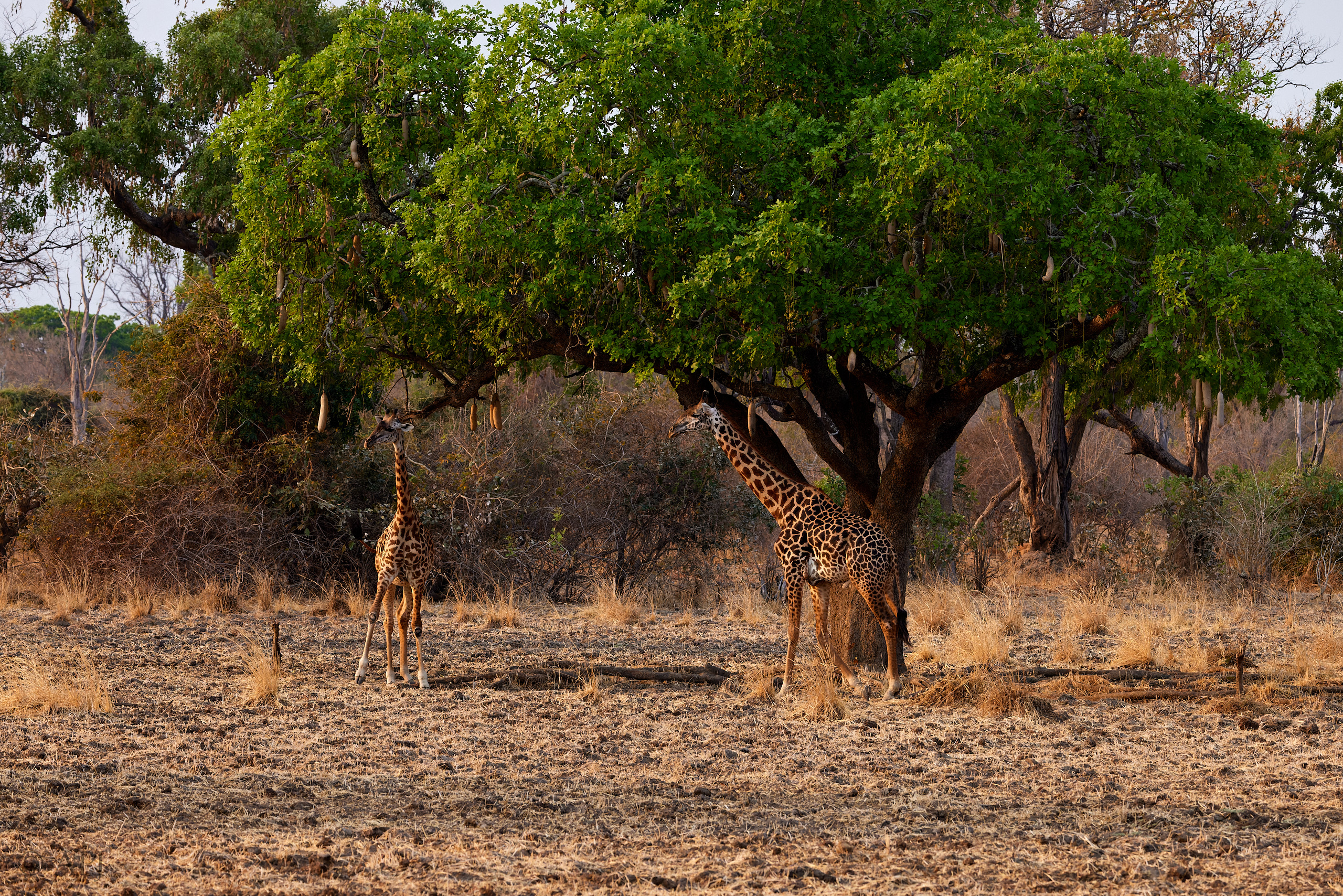 00169 APJ  A7A7589 CR3D