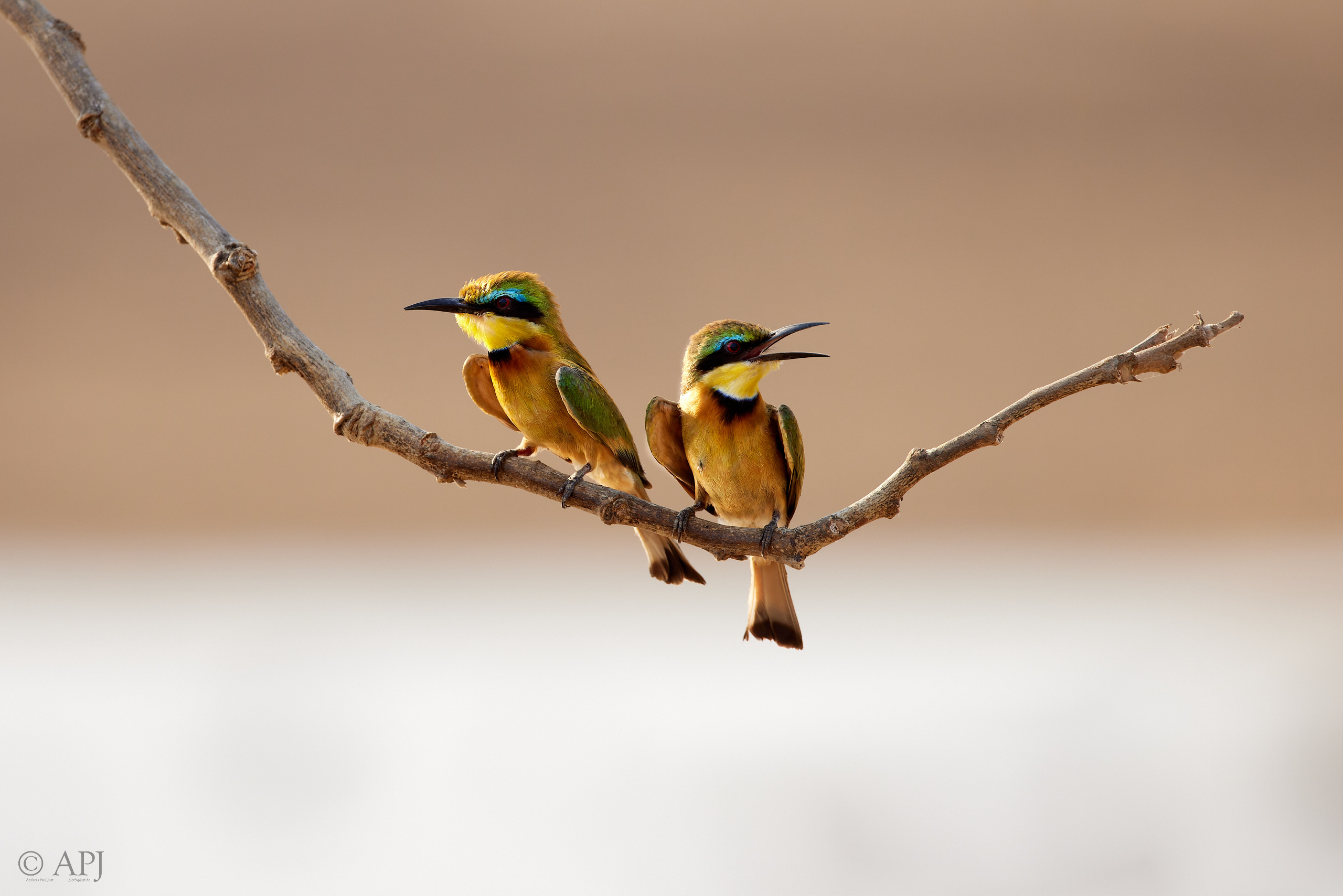 00254 APJ  A7A8761 CR3D