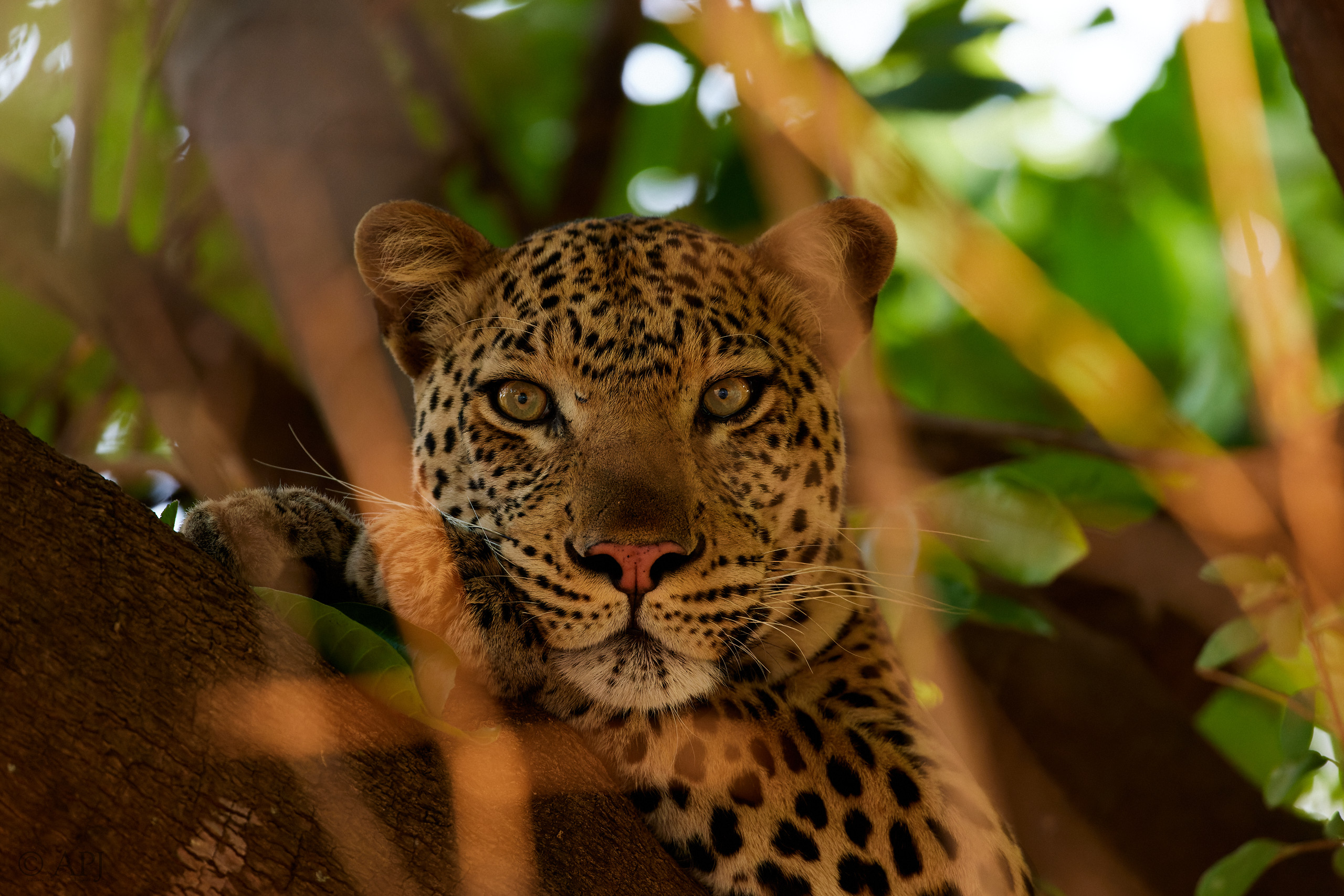 00262 APJ  A7A8977 CR3D