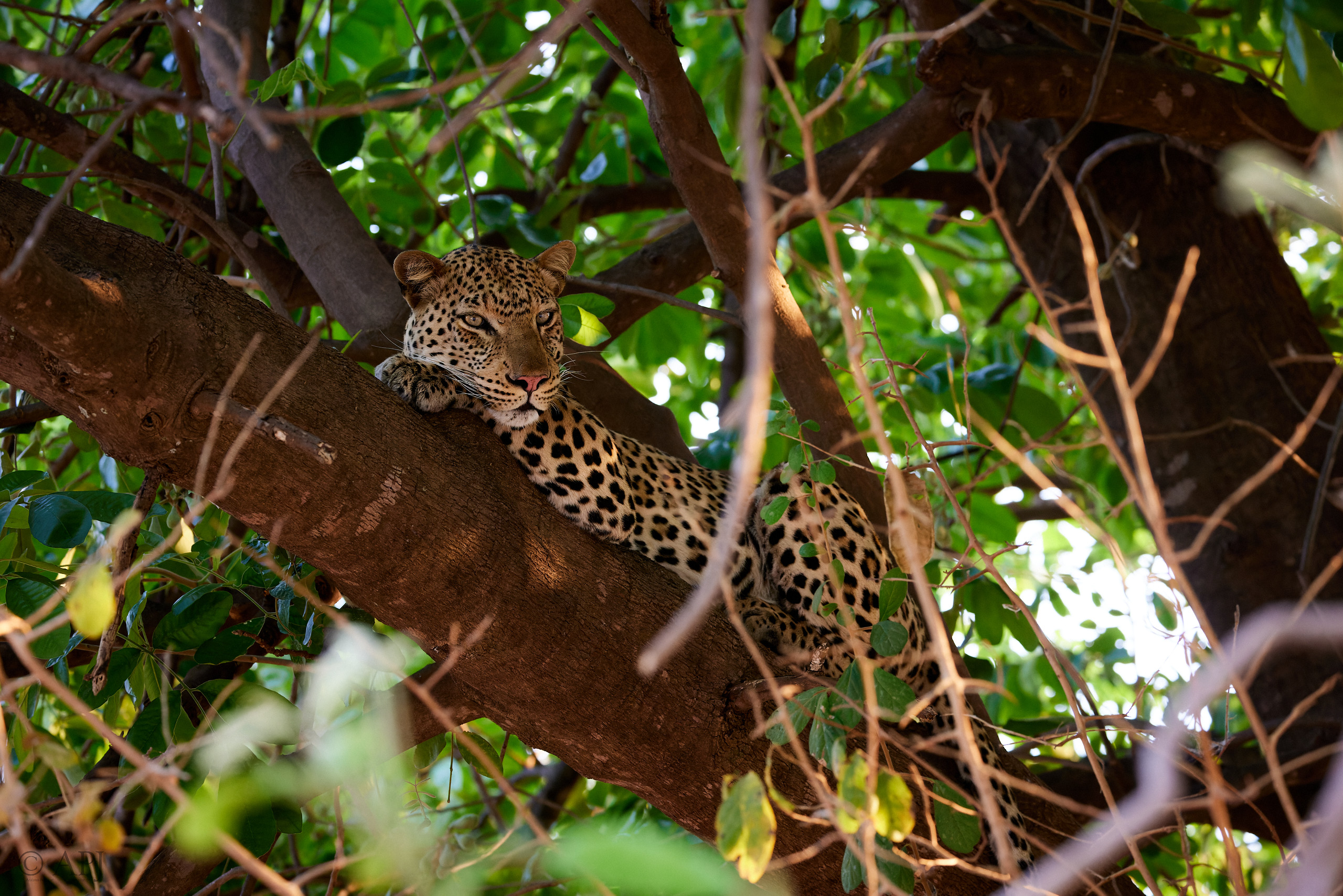 00266 APJ  A7A9088 CR3D