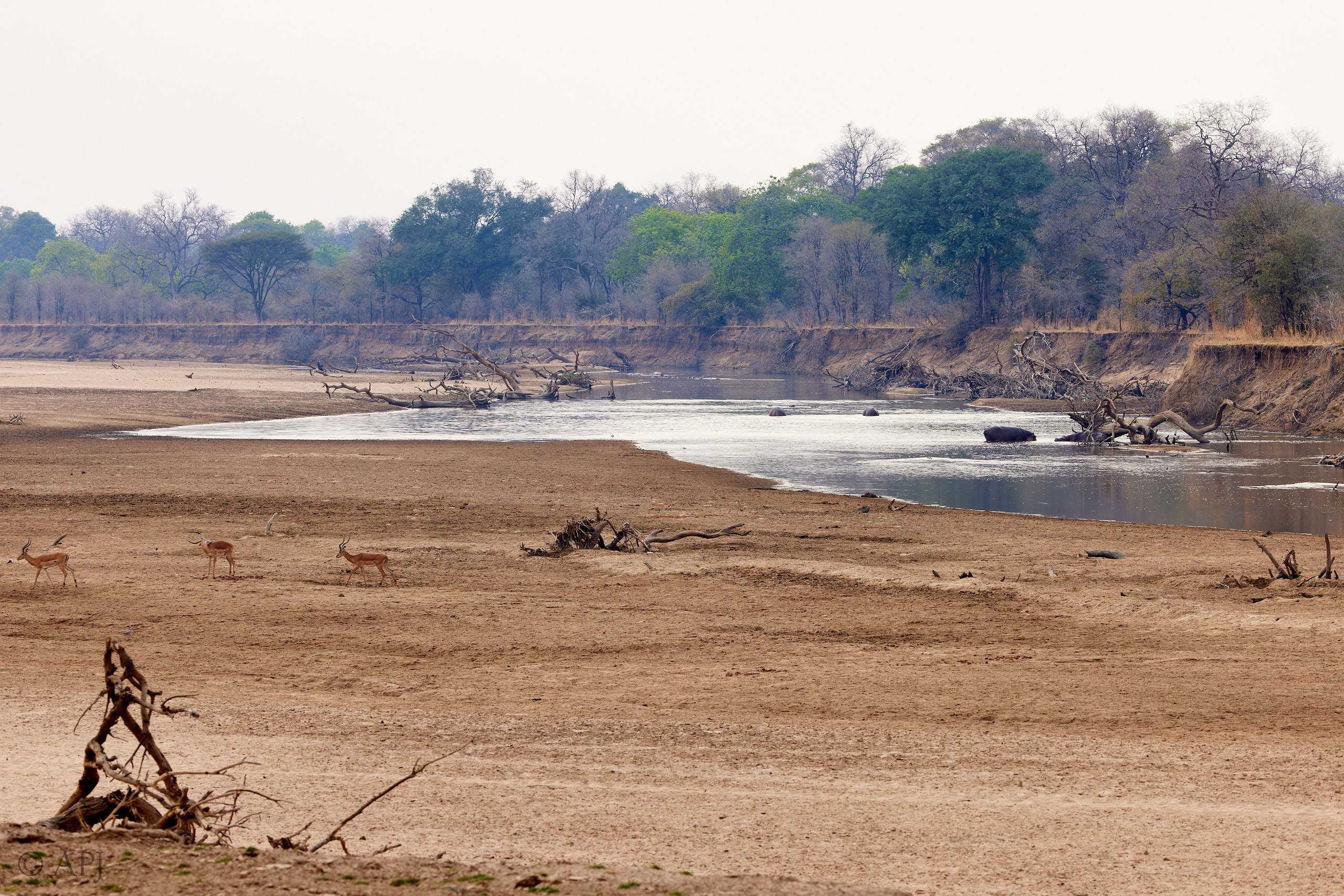 00327 APJ  A7A9561 CR3D