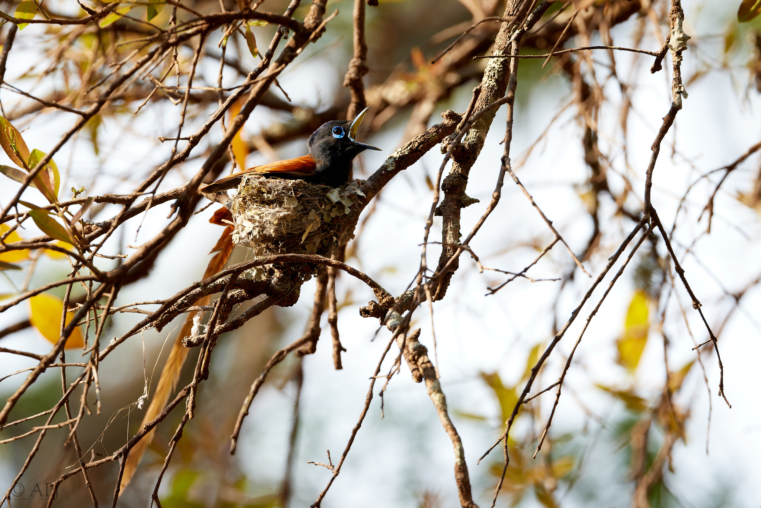 00370 APJ  A7A9725 CR3D