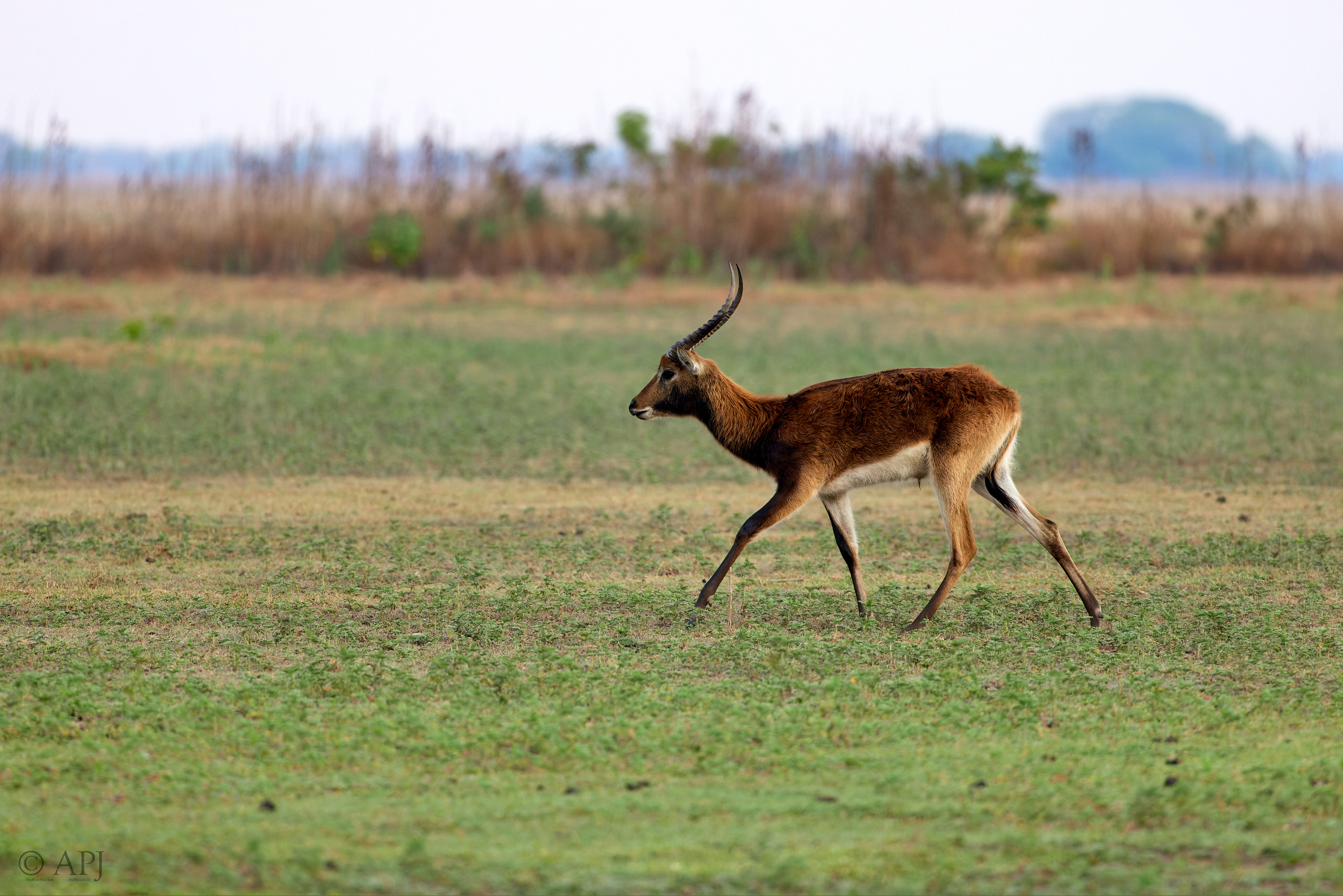 00388 APJ  A7A9827 CR3D