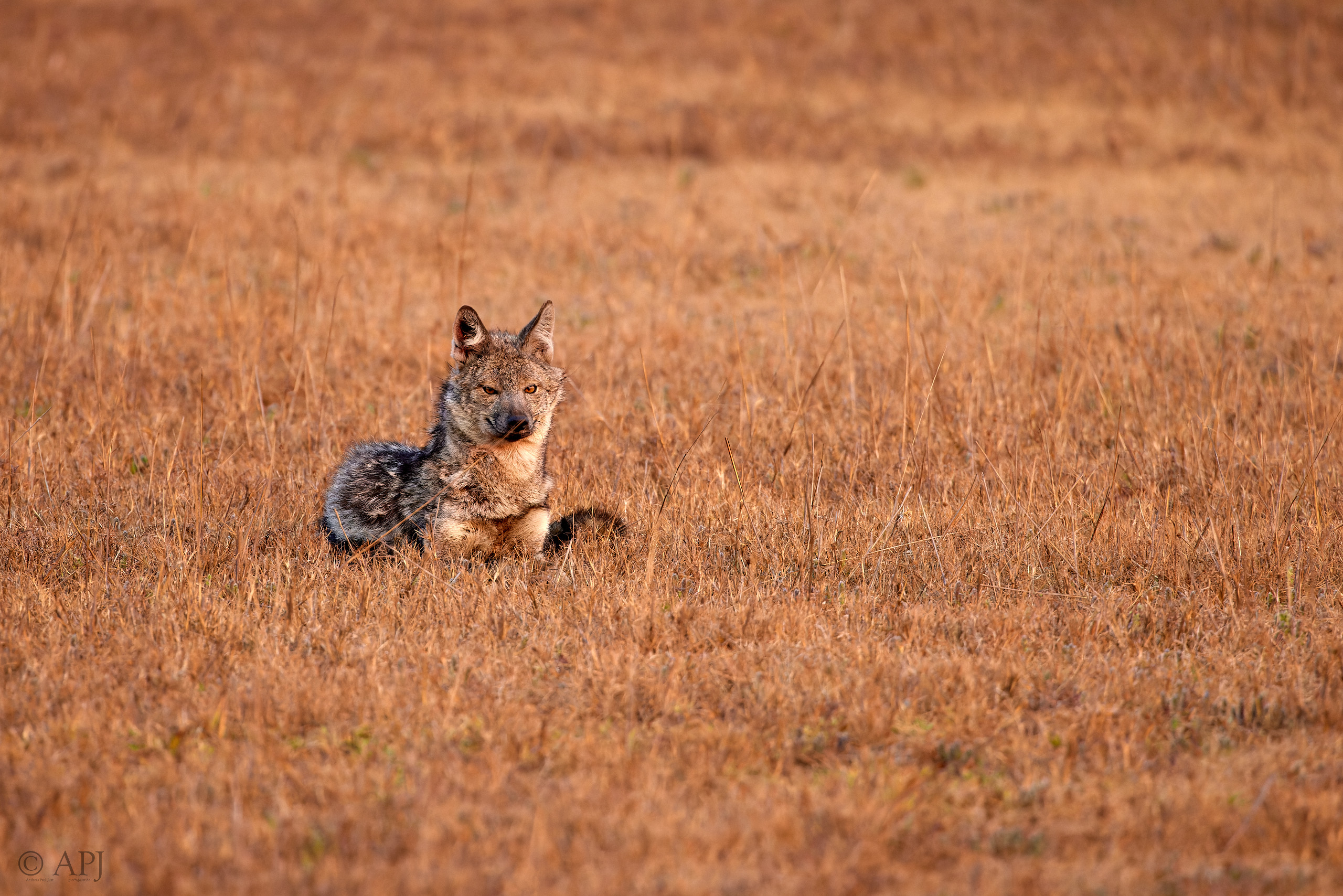 00394 APJ  A7A9921 CR3D