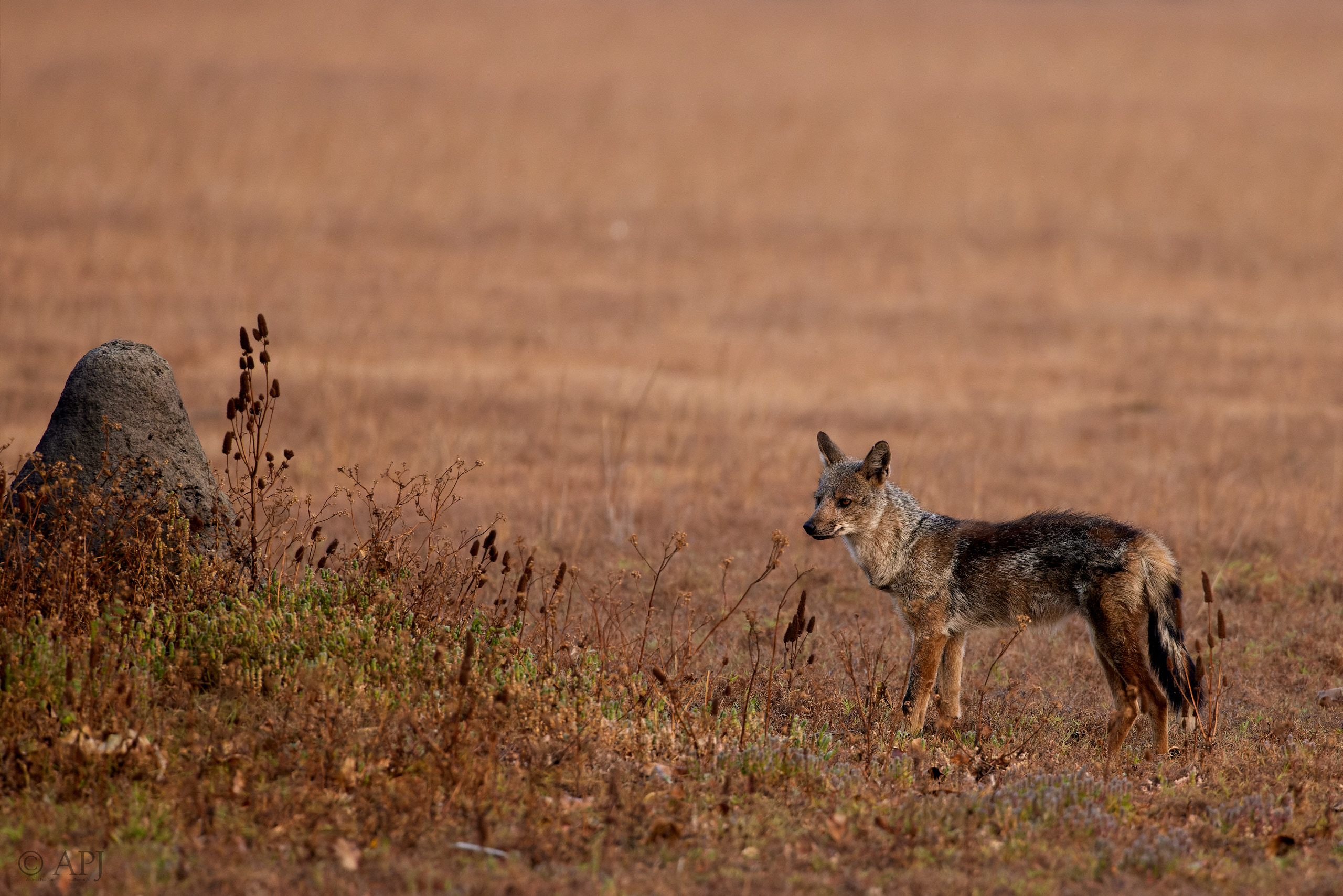 00396 APJ  A7A9960 CR3D