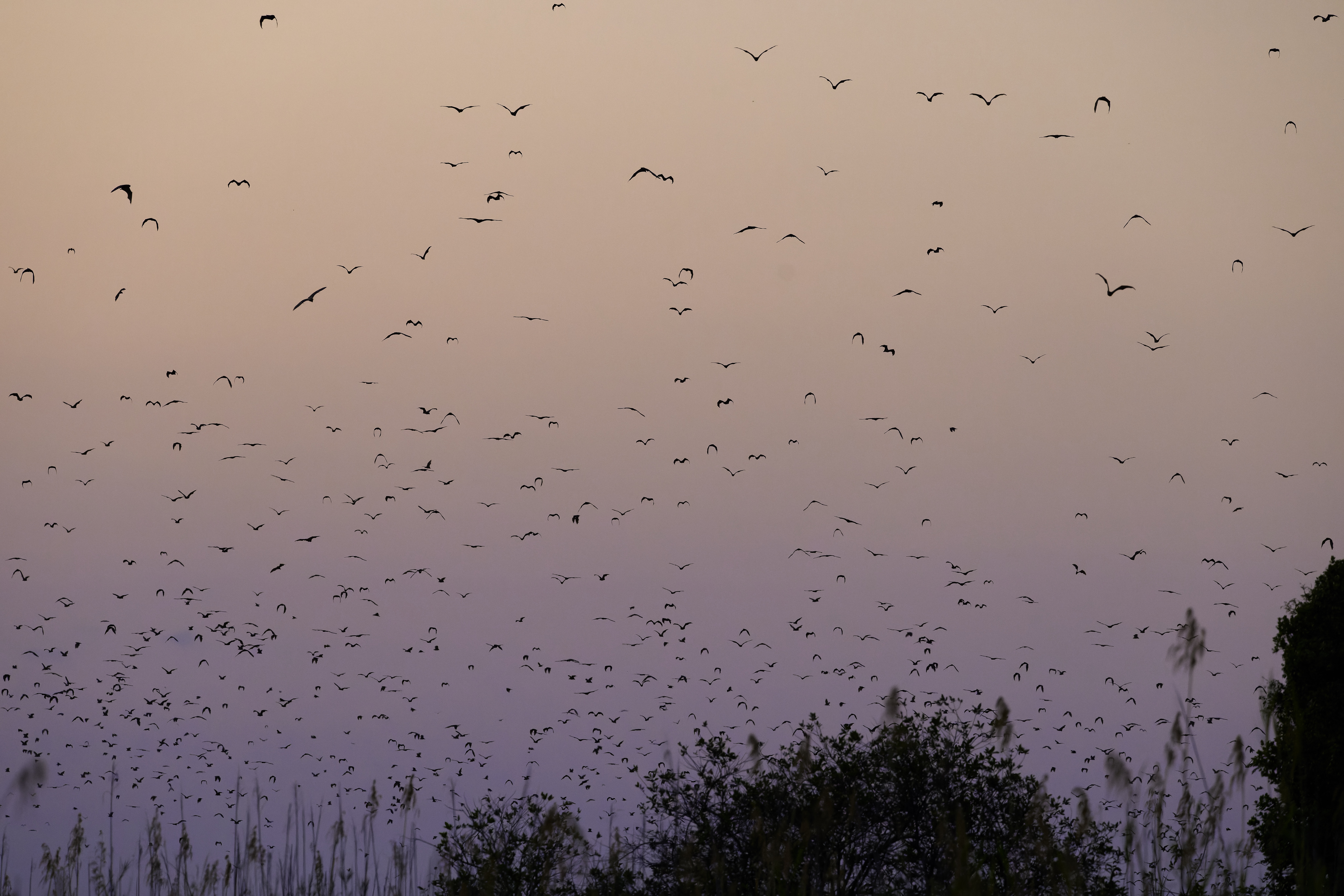 00426 APJ  A7A0164 CR3D