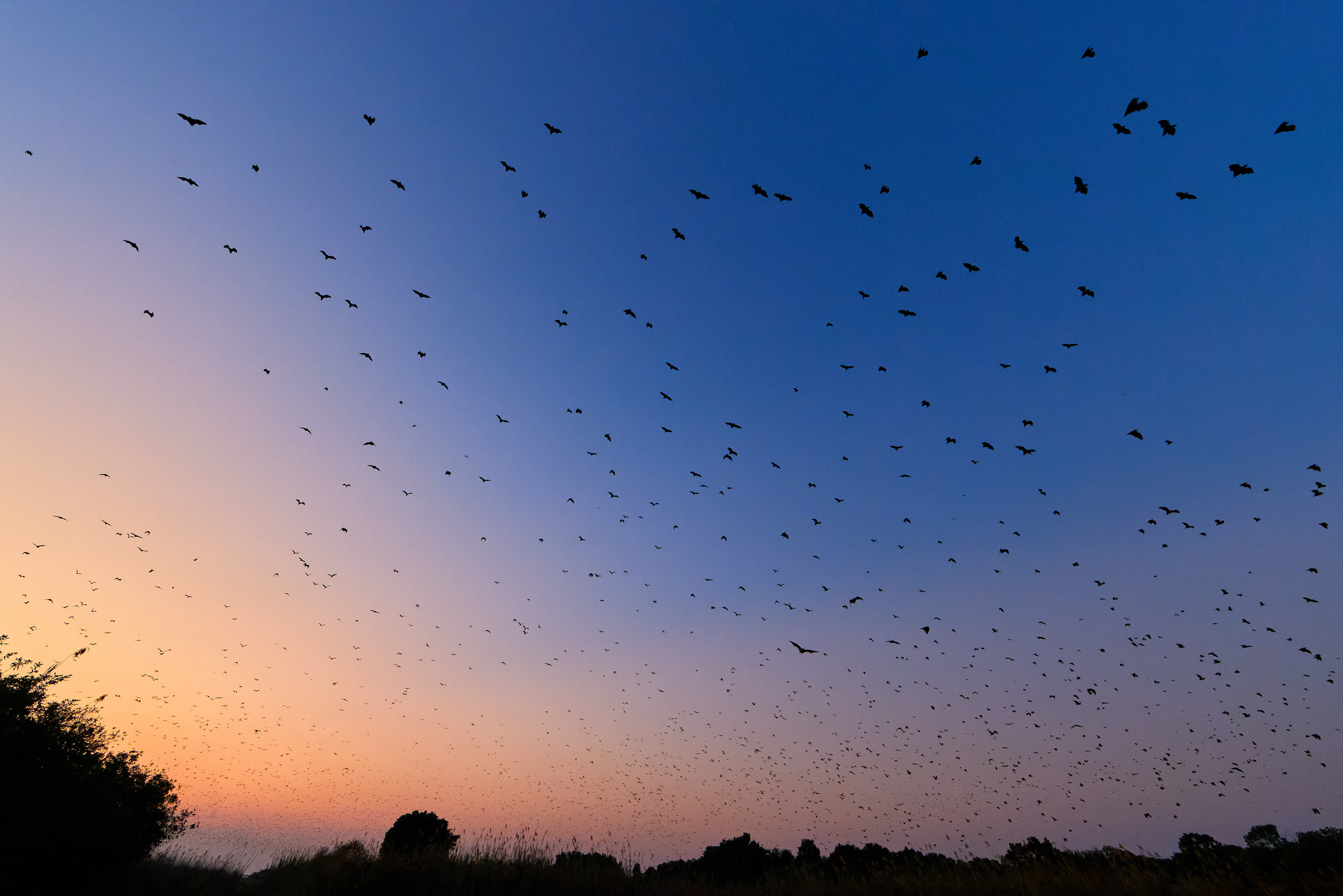 00427 APJ  59A9531 CR3D