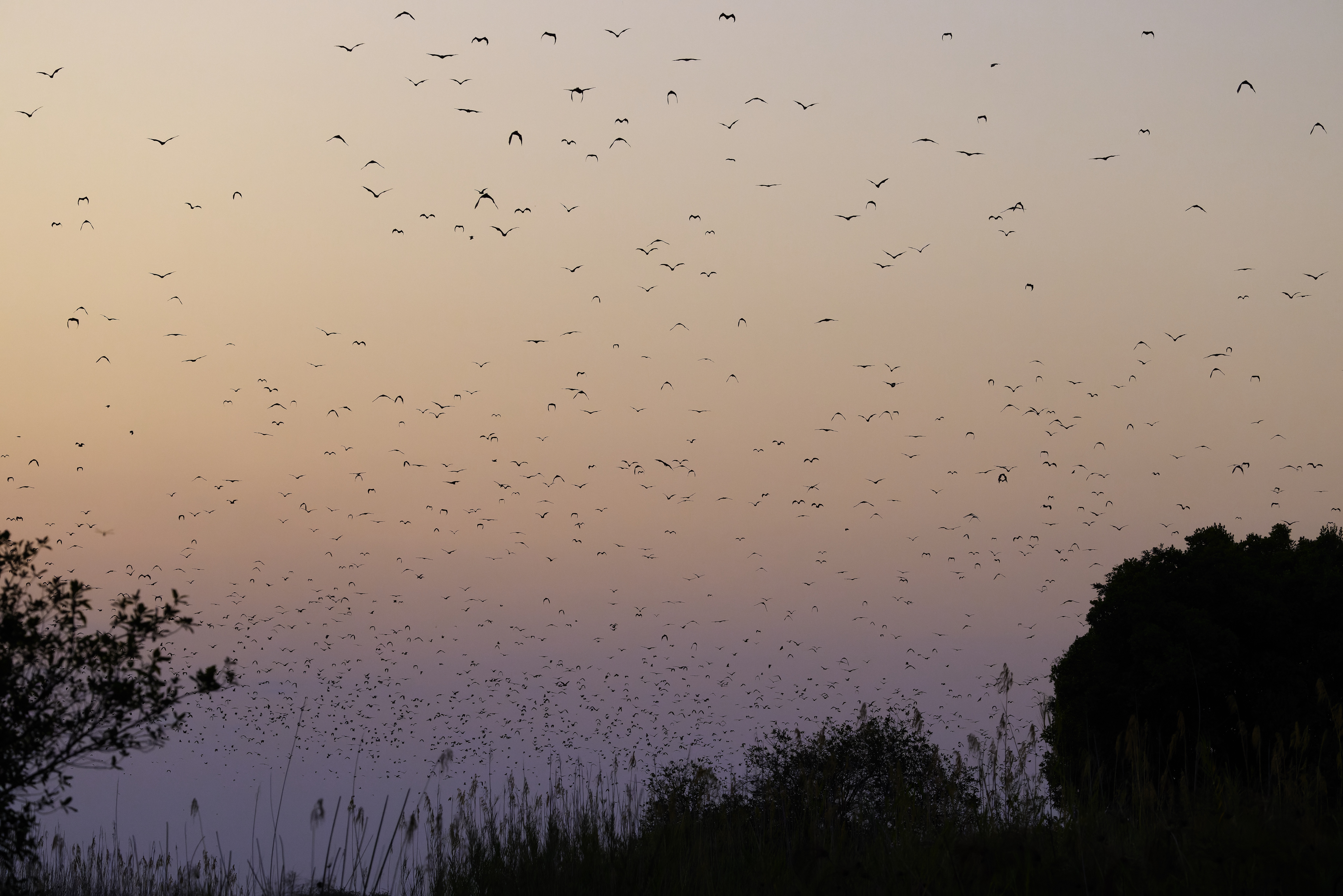 00430 APJ  A7A0221 CR3D