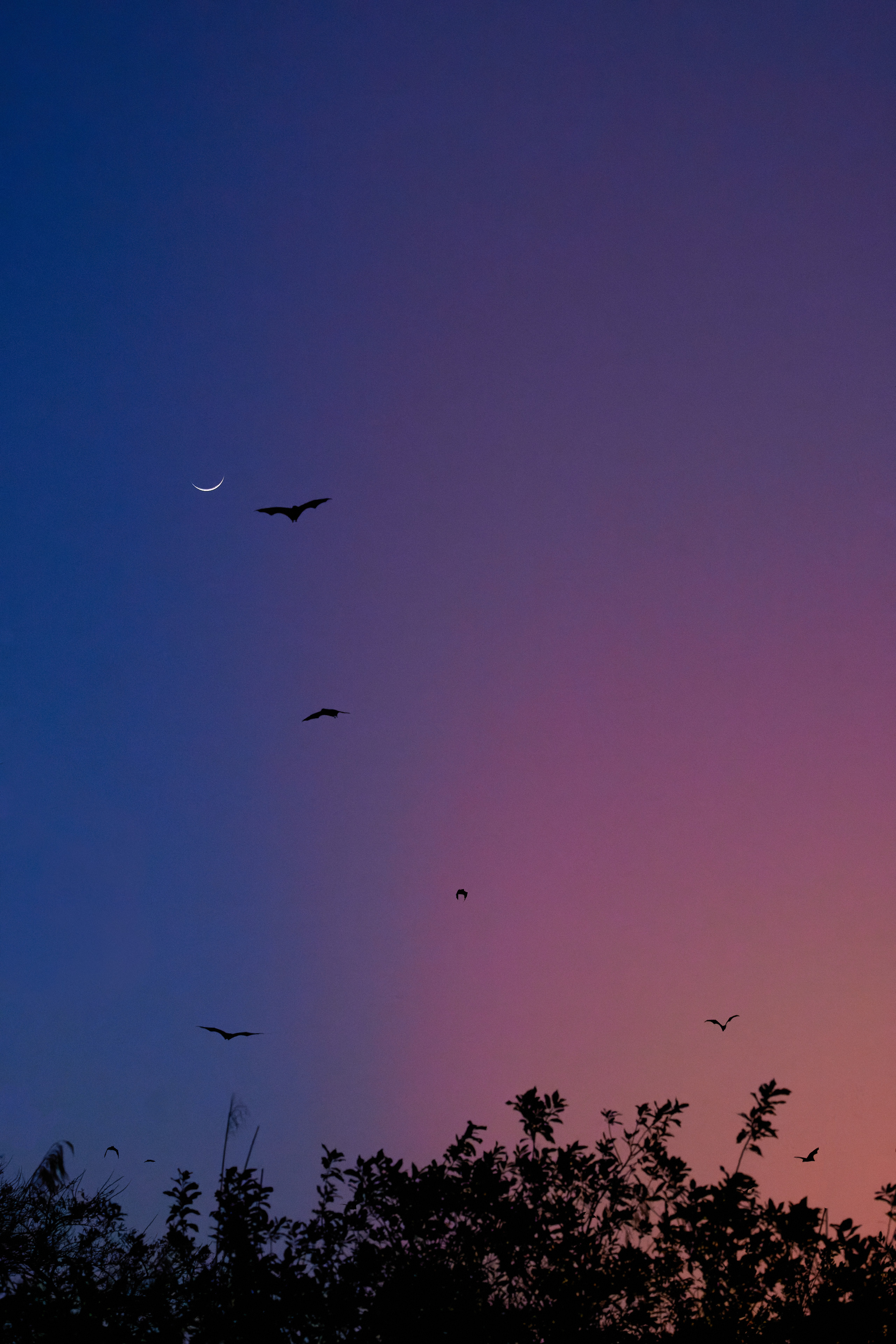 00434 APJ  A7A0444 CR3D