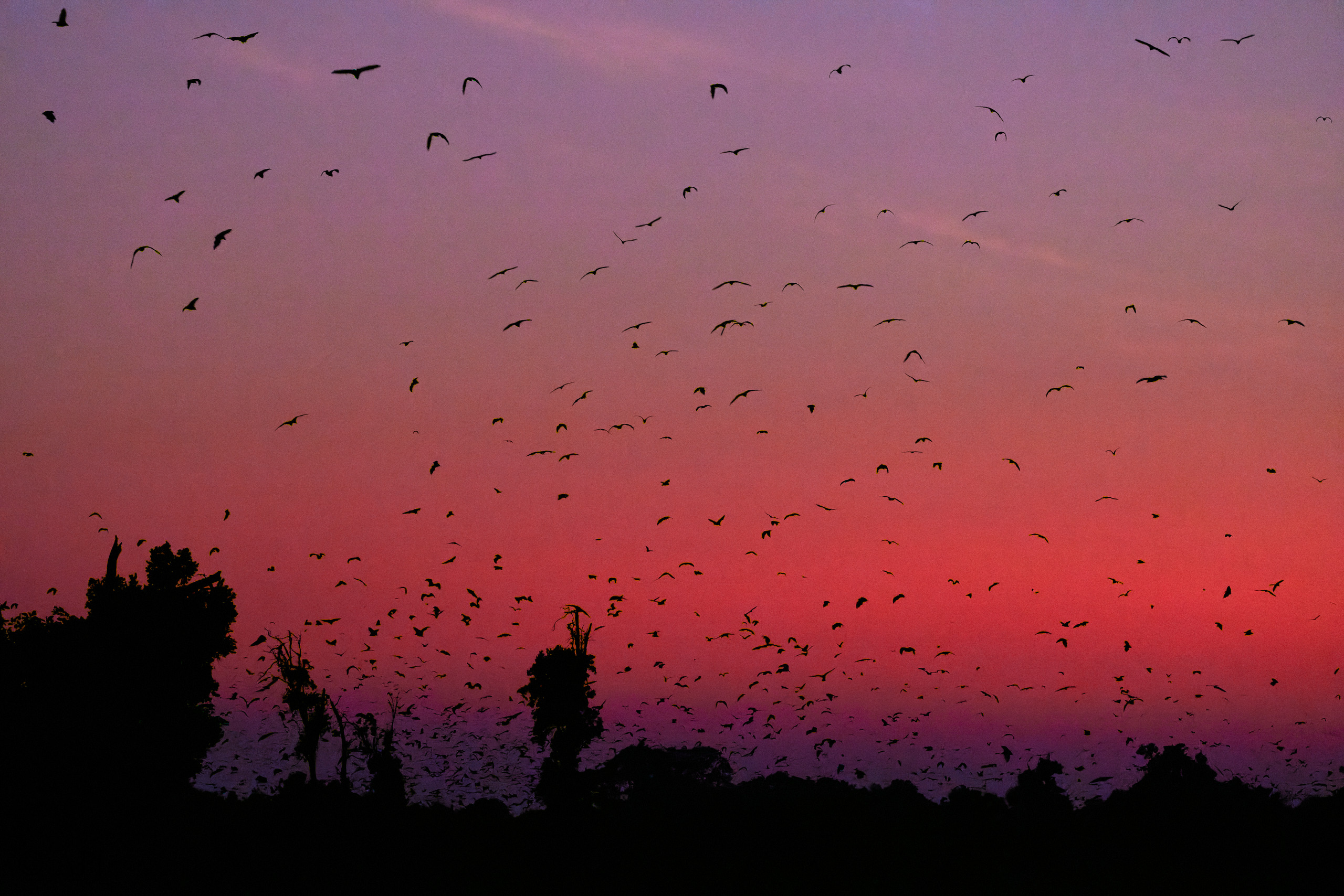 00436 APJ  A7A0484 CR3D