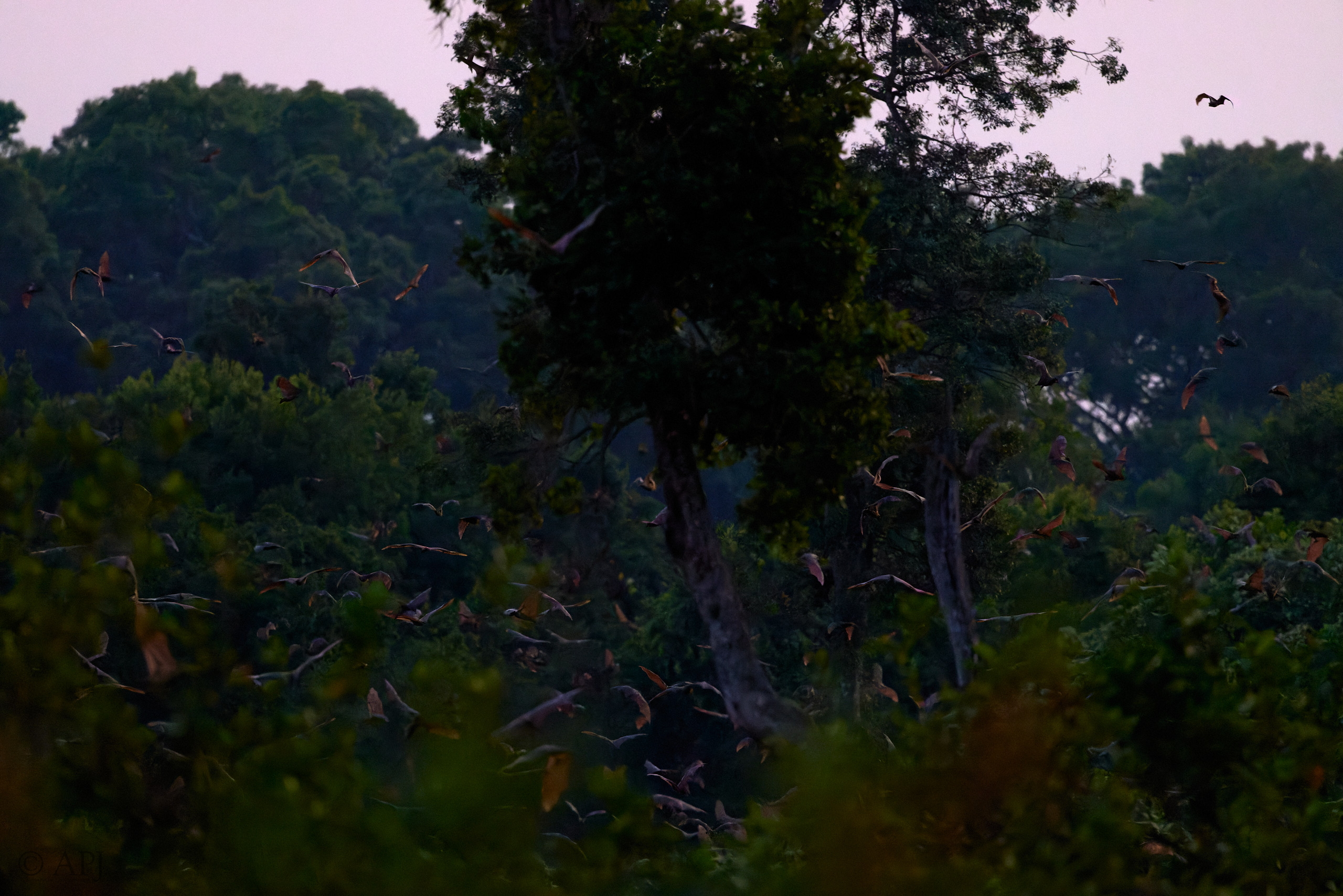 00440 APJ  A7A0585 CR3D