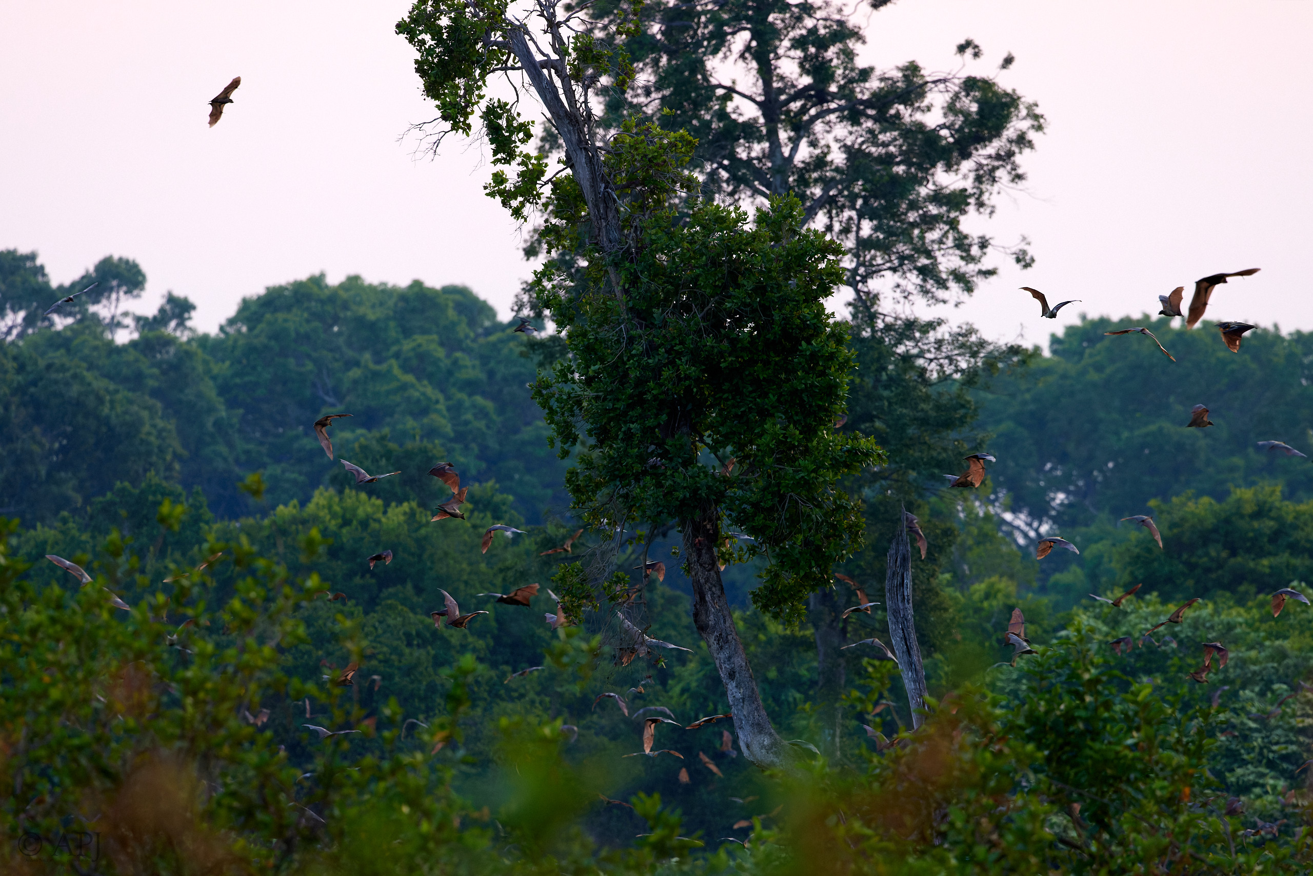 00447 APJ  A7A0668 CR3D