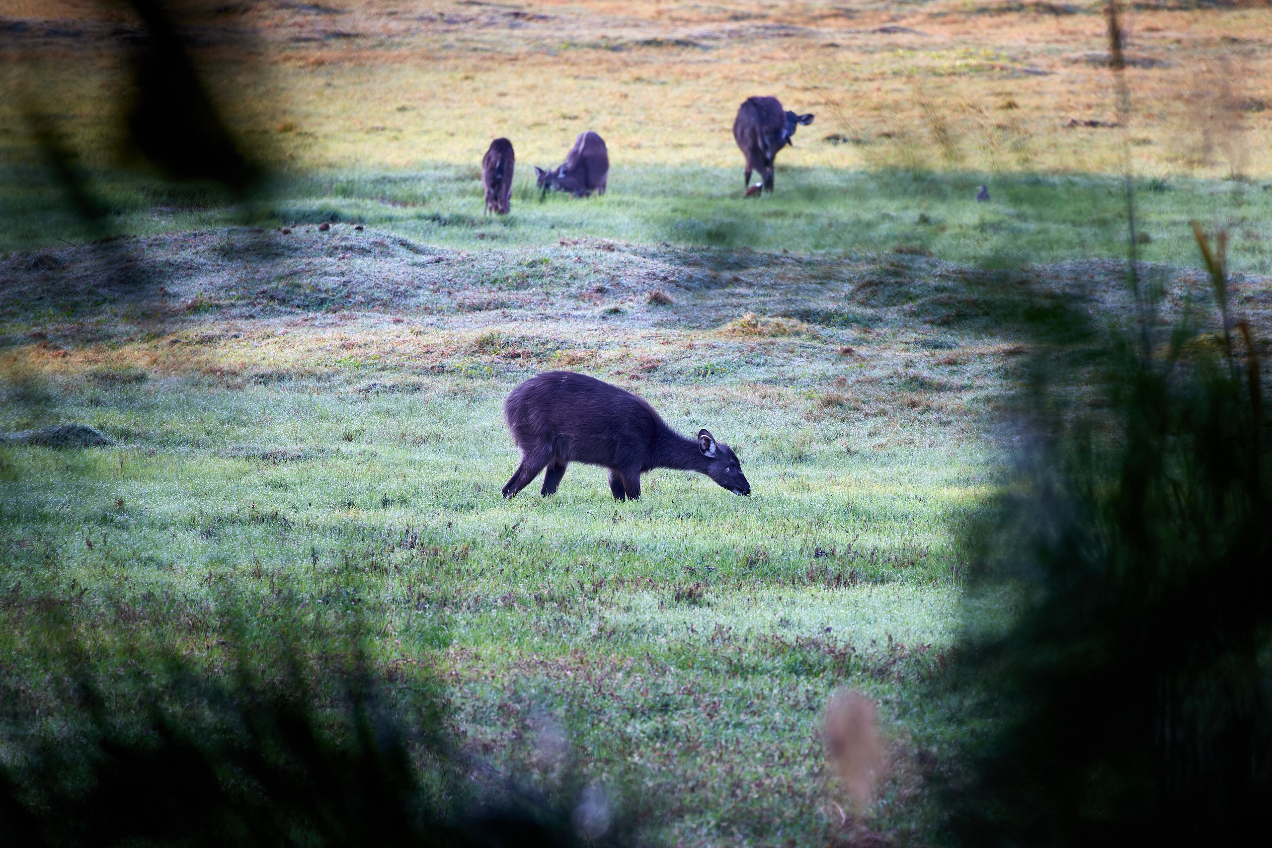 00448 APJ  A7A0707 CR3D