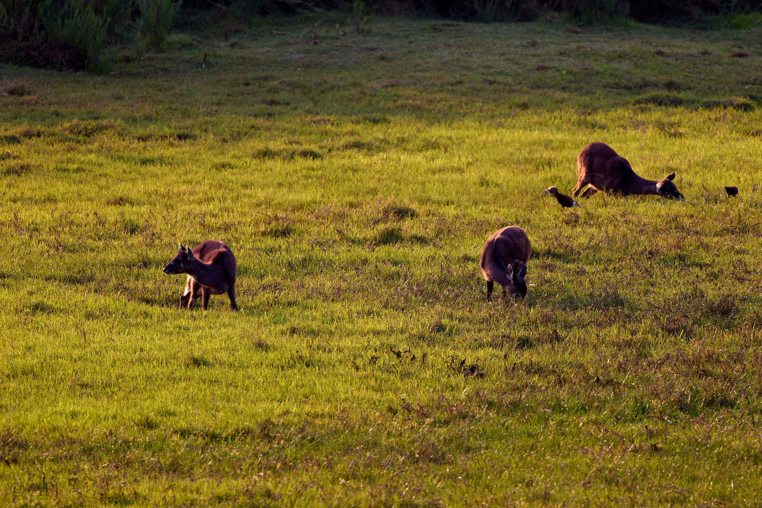 00465 APJ  A7A0949 CR3D