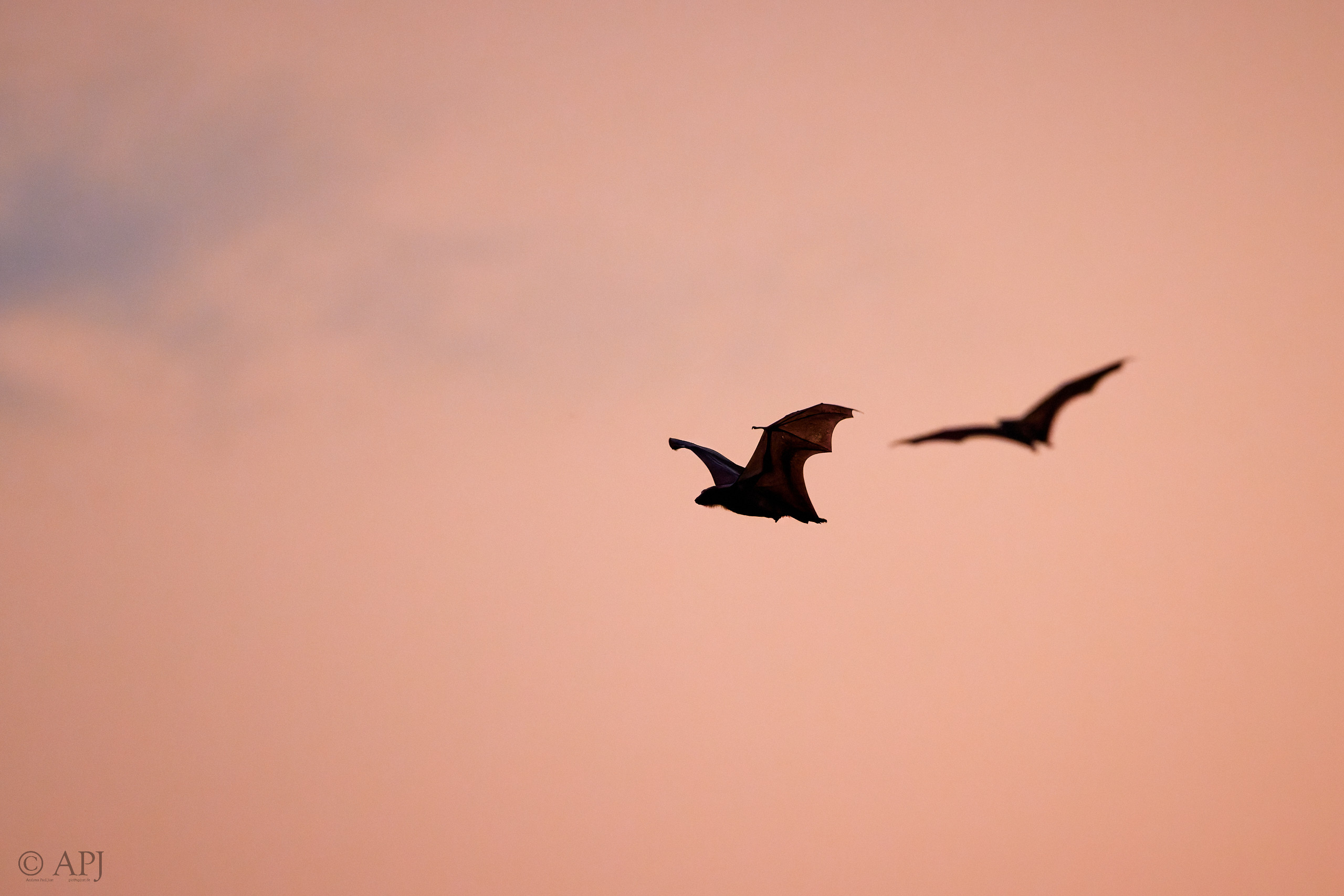 00468 APJ  A7A0986 CR3D