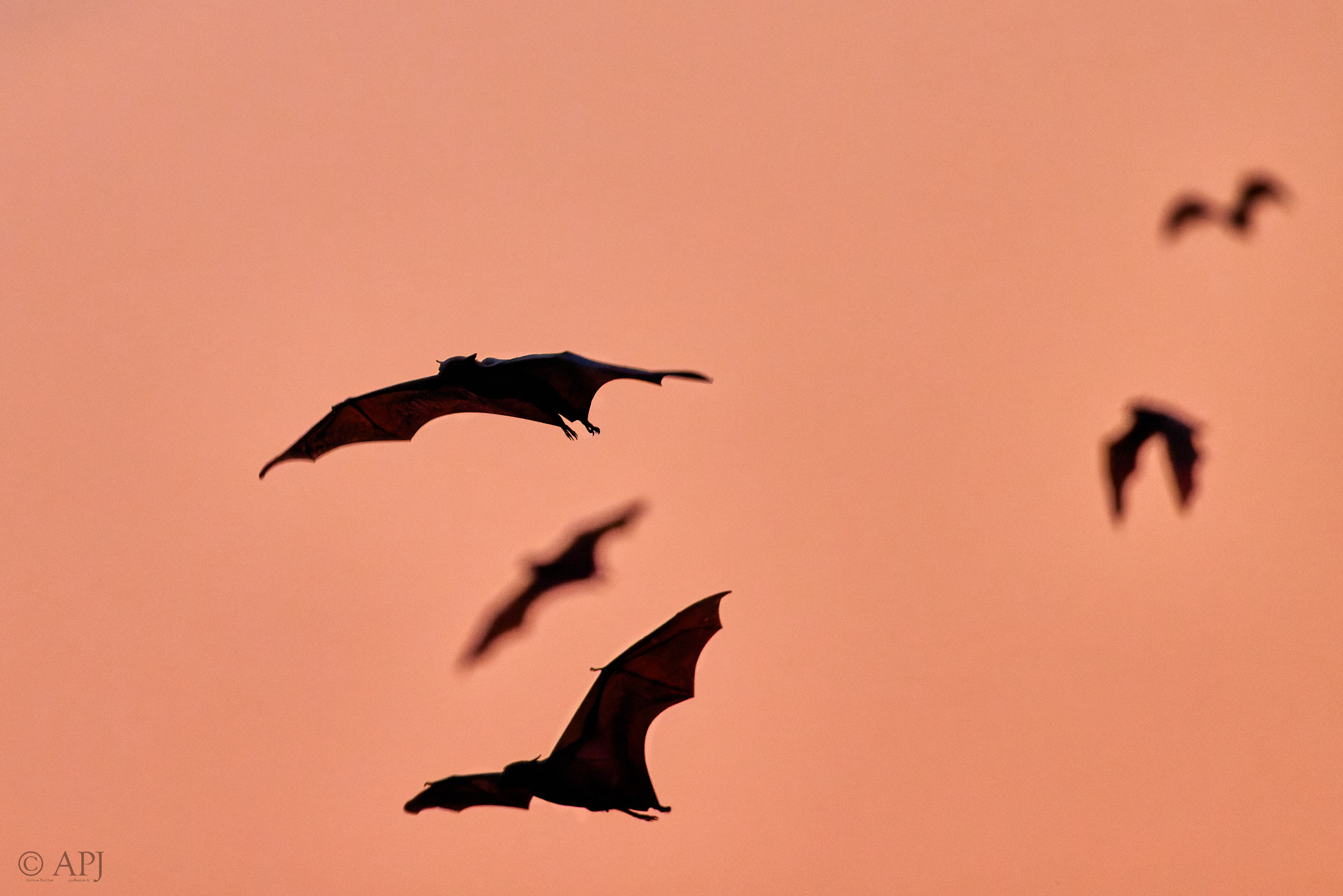 00471 APJ  A7A1052 CR3D