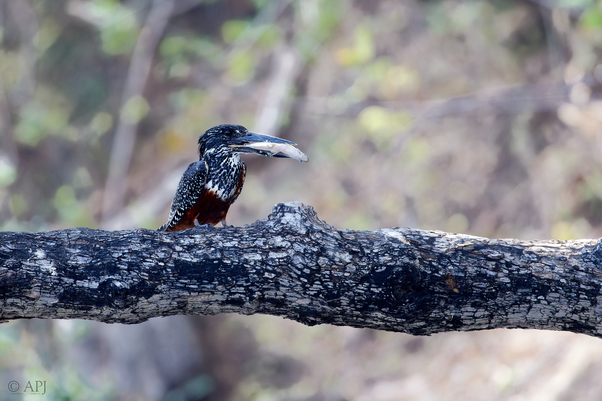 00496 APJ  A7A1175 CR3D