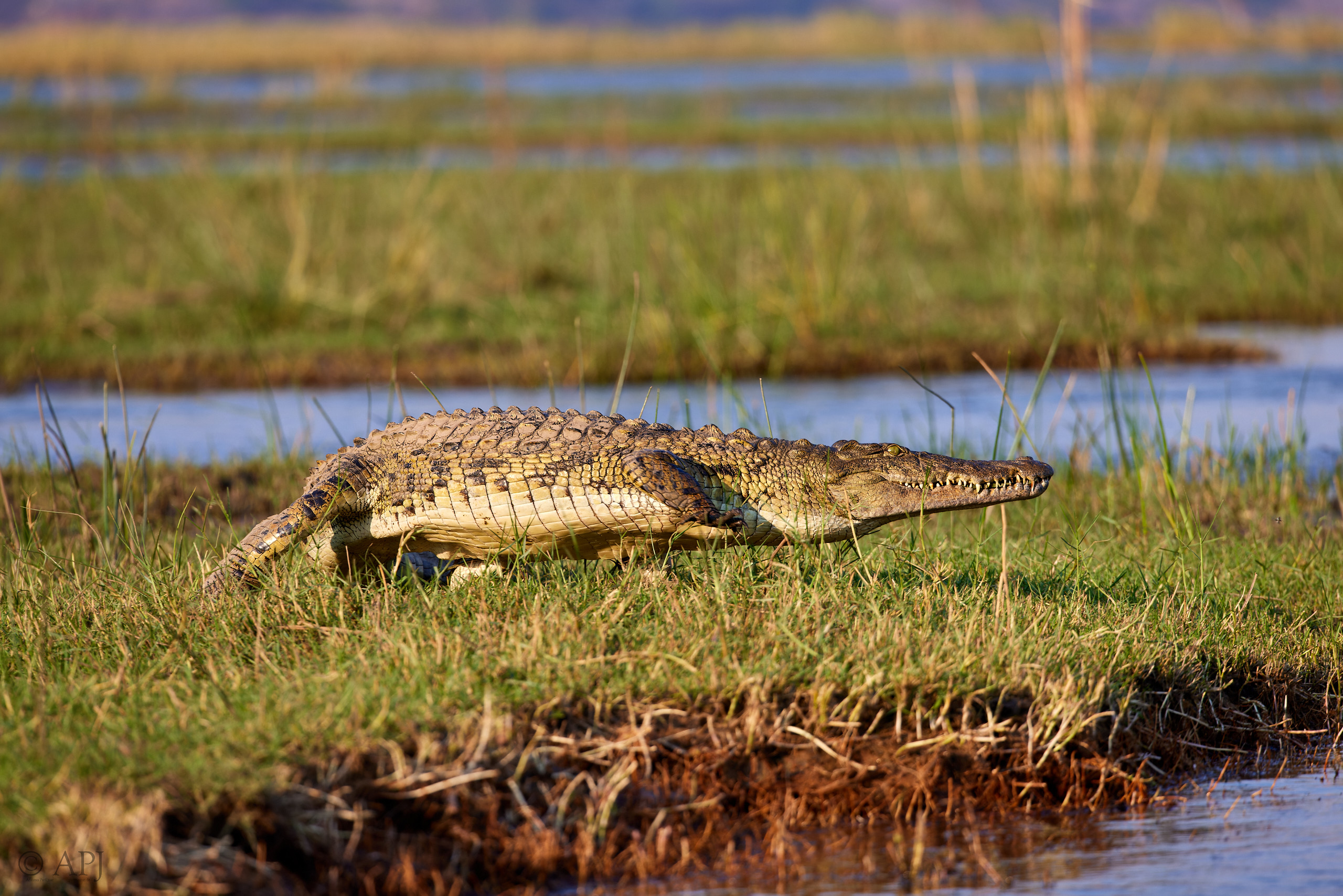 00549 APJ  A7A2112 CR3D