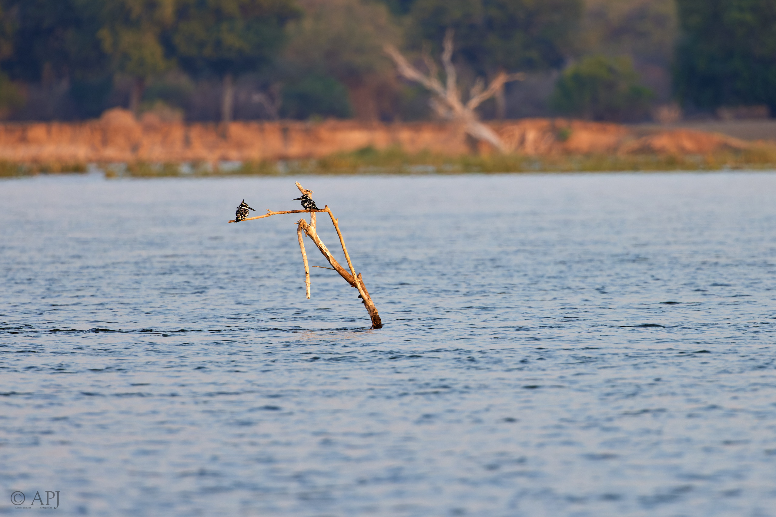 00561 APJ  A7A2305 CR3D