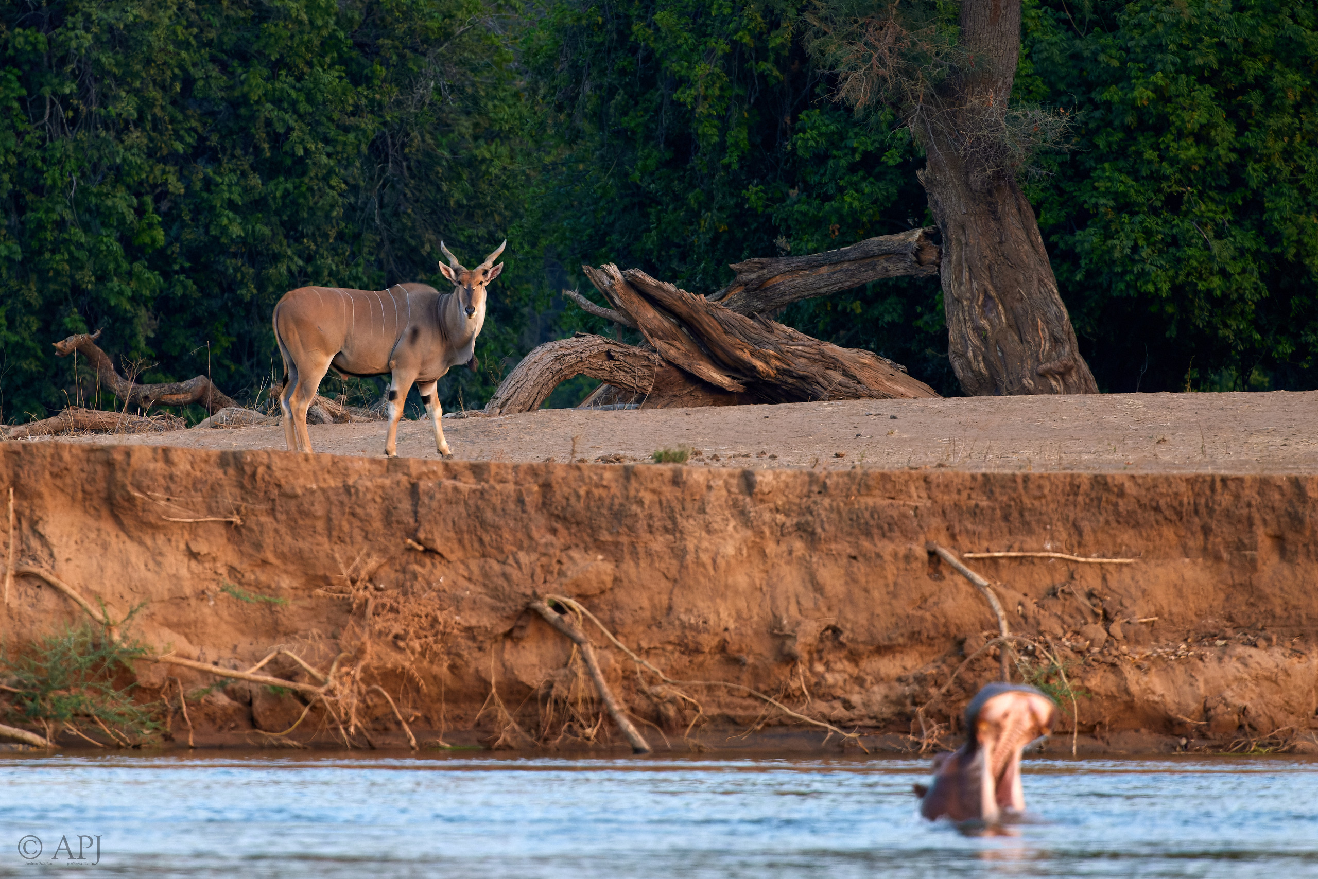 00564 APJ  A7A2339 CR3D