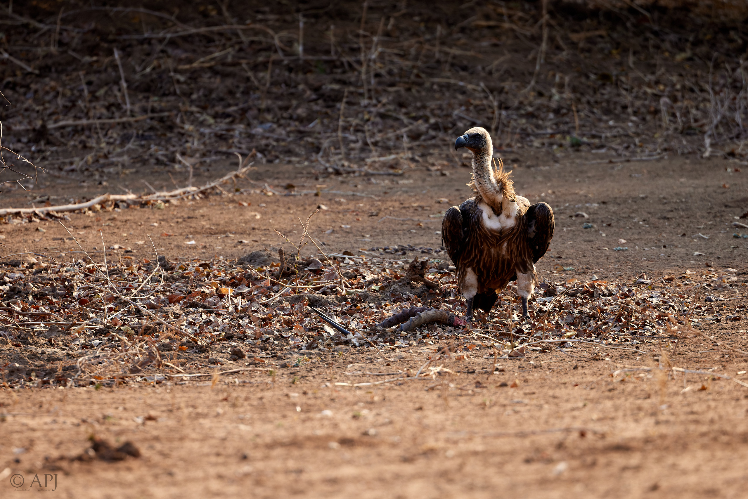 00582 APJ  A7A2421 CR3D